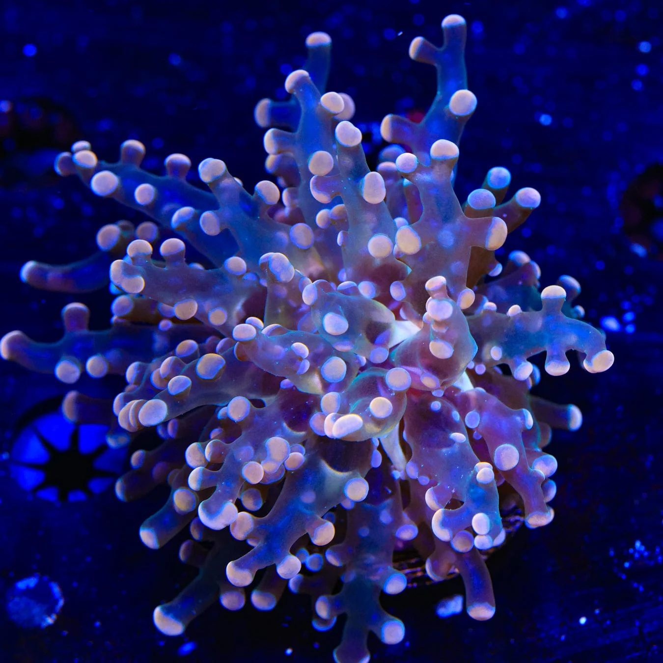 Pink Frogspawn Coral - Image 3