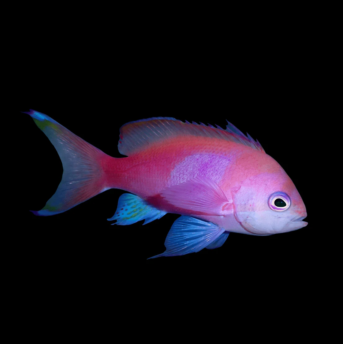 Squareback Anthias - Male- Pseudanthias pleurotaenia