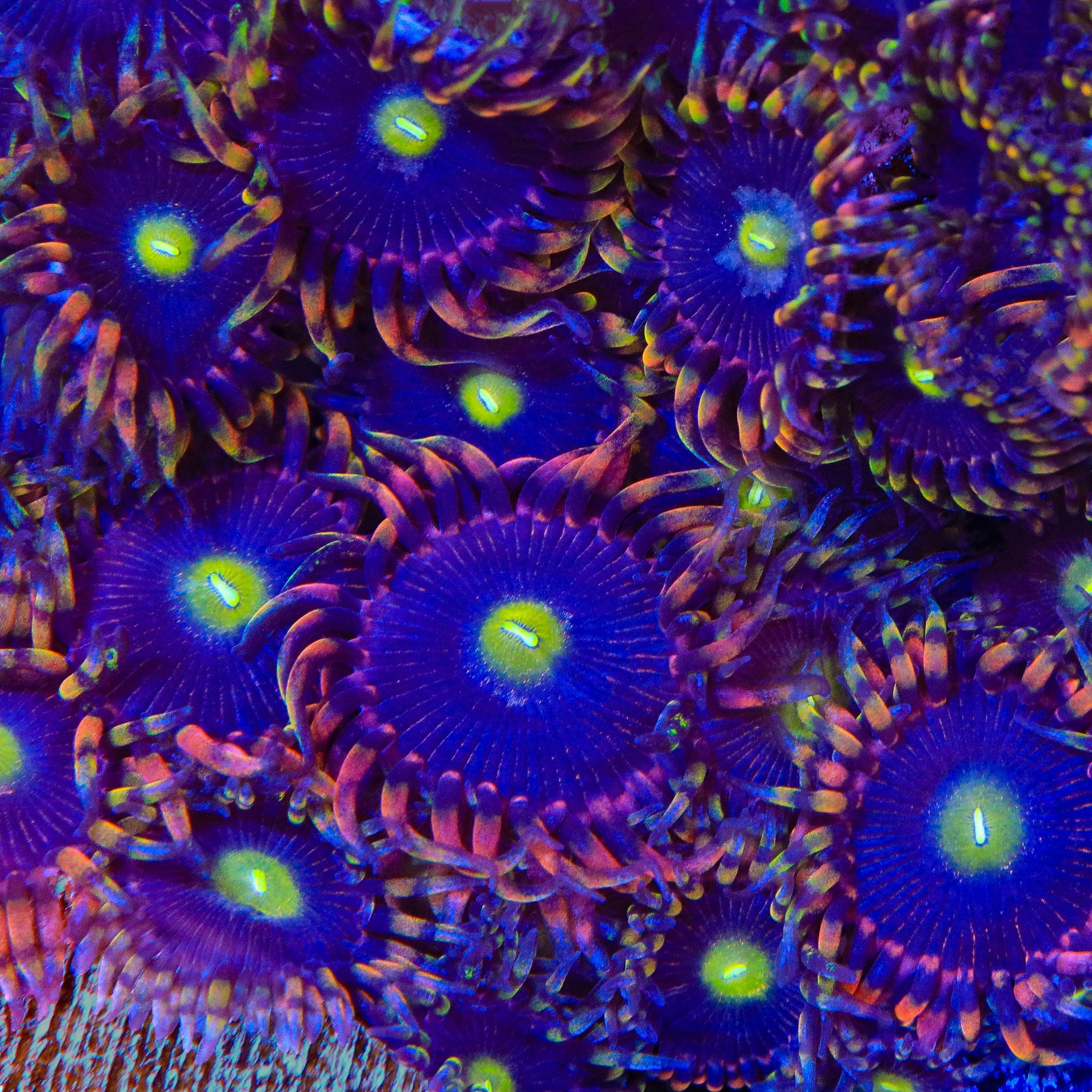 TSA Pinwheel Zoanthids Coral - Image 4