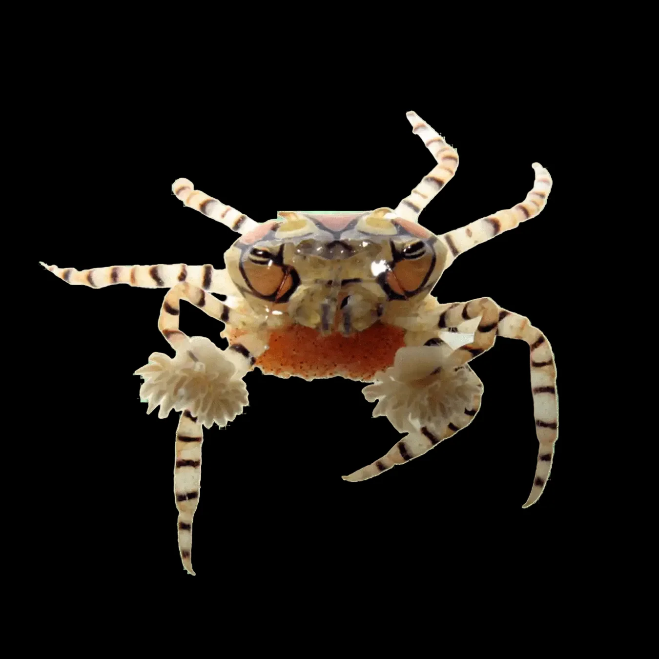 Pom Pom Crab