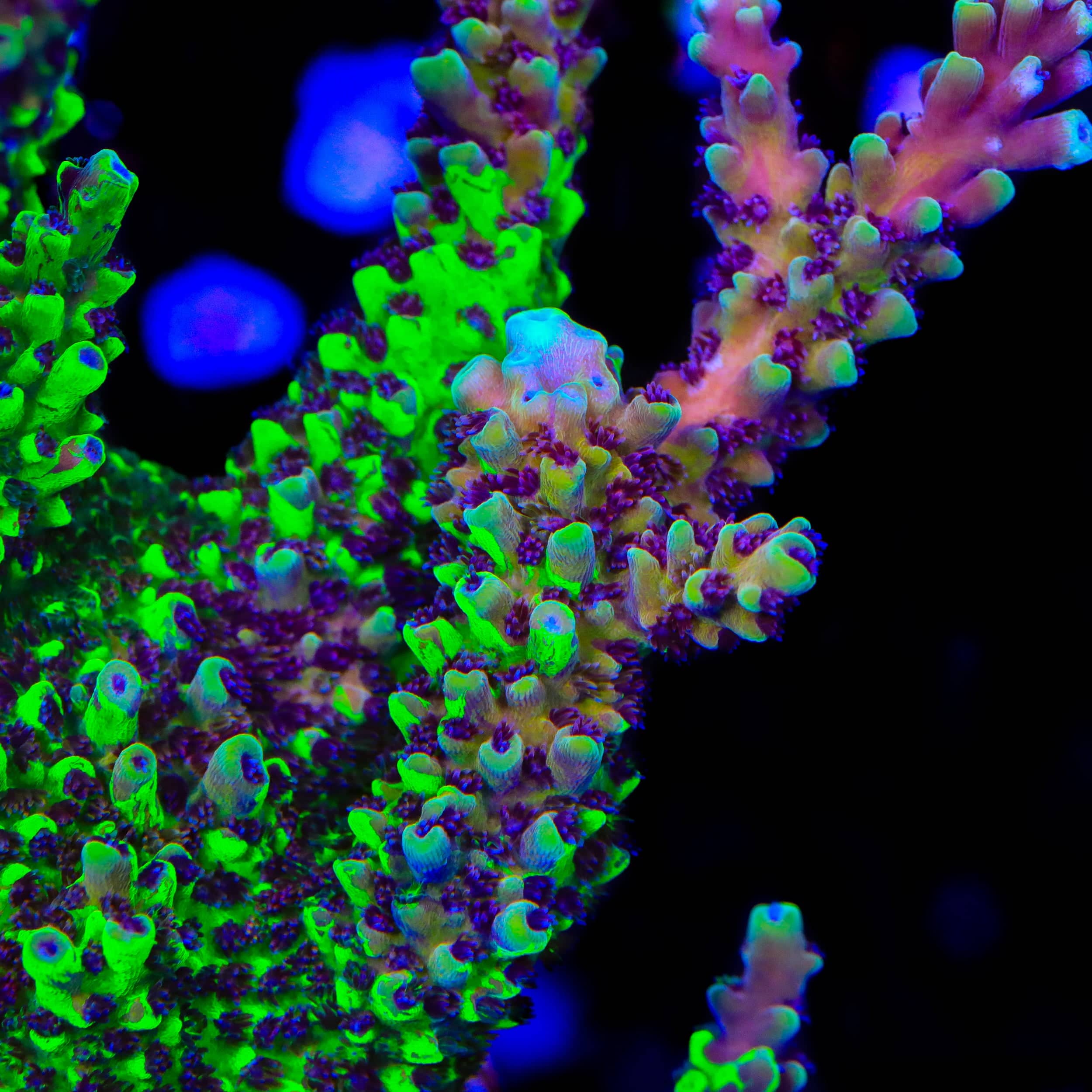 POTO Grafted Jekyll and Hyde Acropora Coral