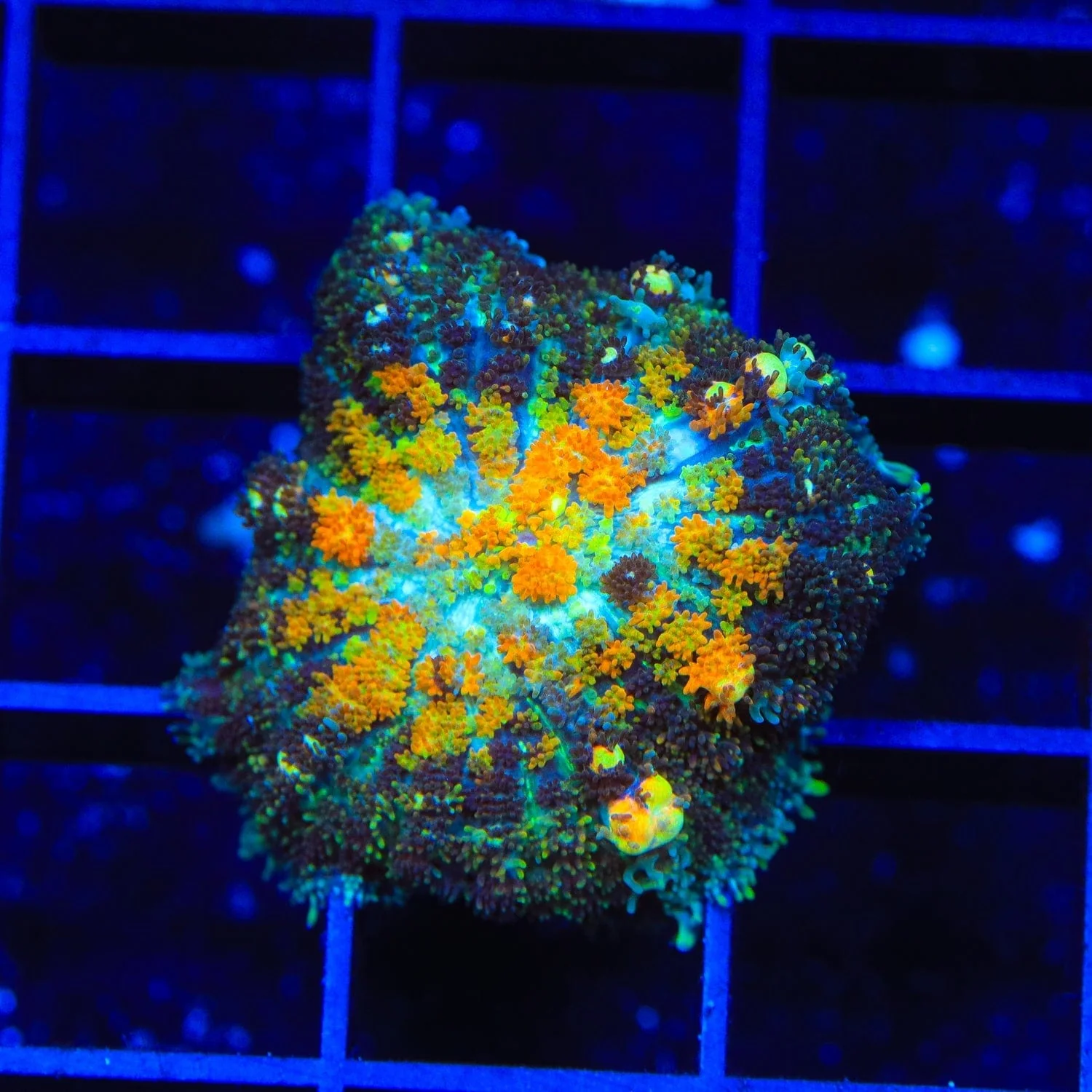 Powerball Bounce Mushroom Coral - Image 3