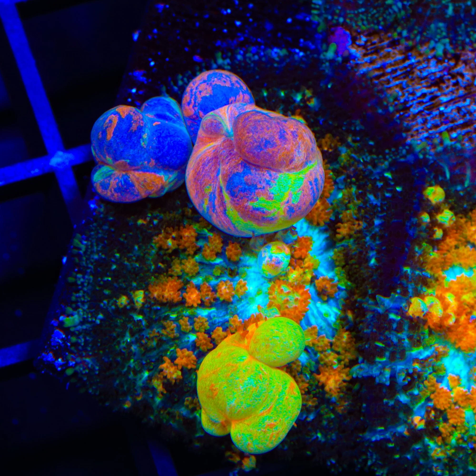 Powerball Bounce Mushroom Coral - Image 4
