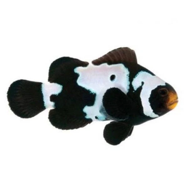 Premium Black Ice Snowflake Clownfish - Amphiprion ocellaris