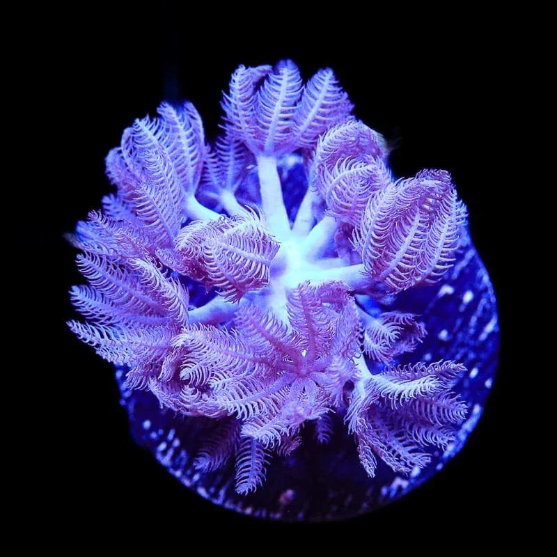 Pulsing Xenia Coral - Image 2