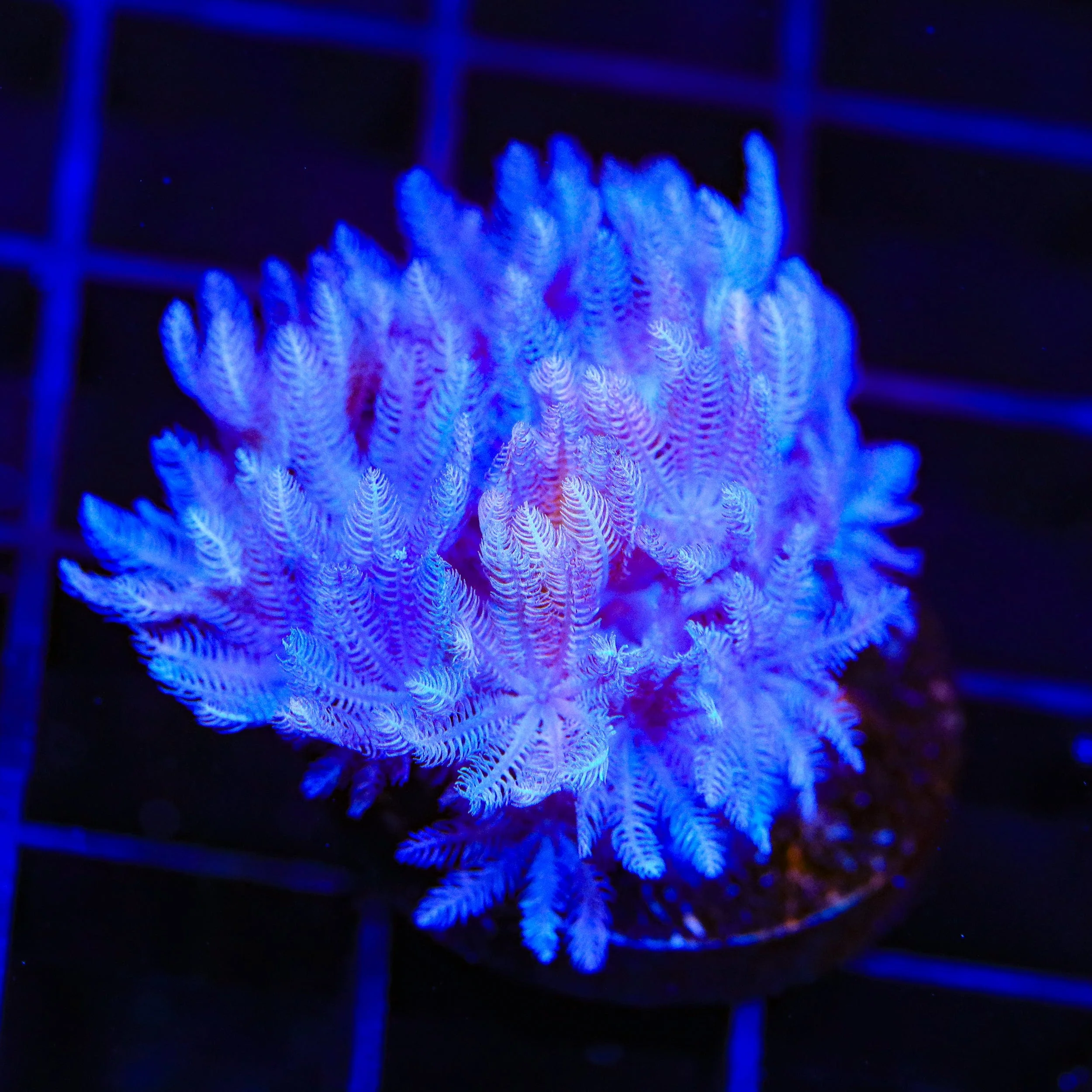 Pulsing Xenia Coral - Image 3