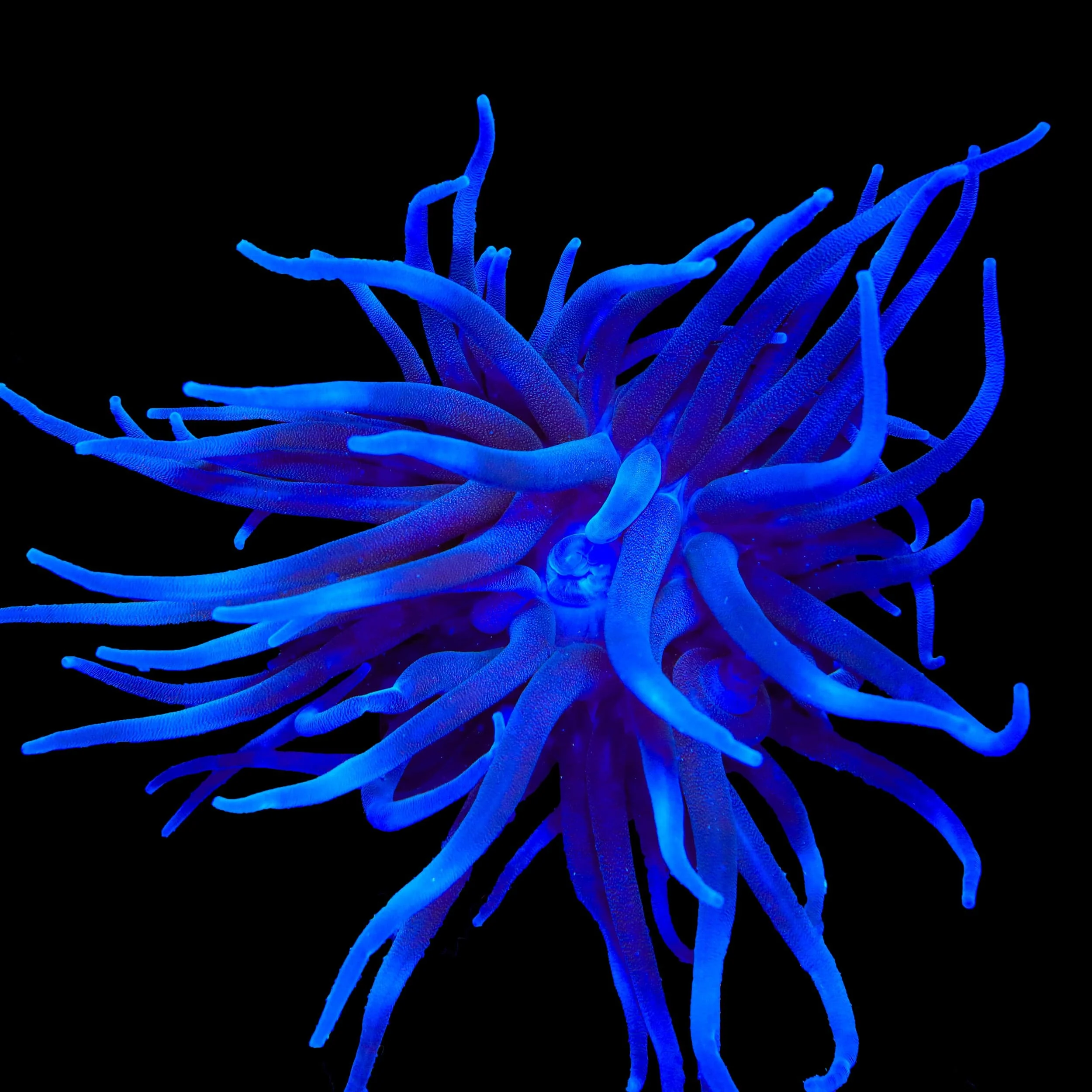 Purple Condy Anemone