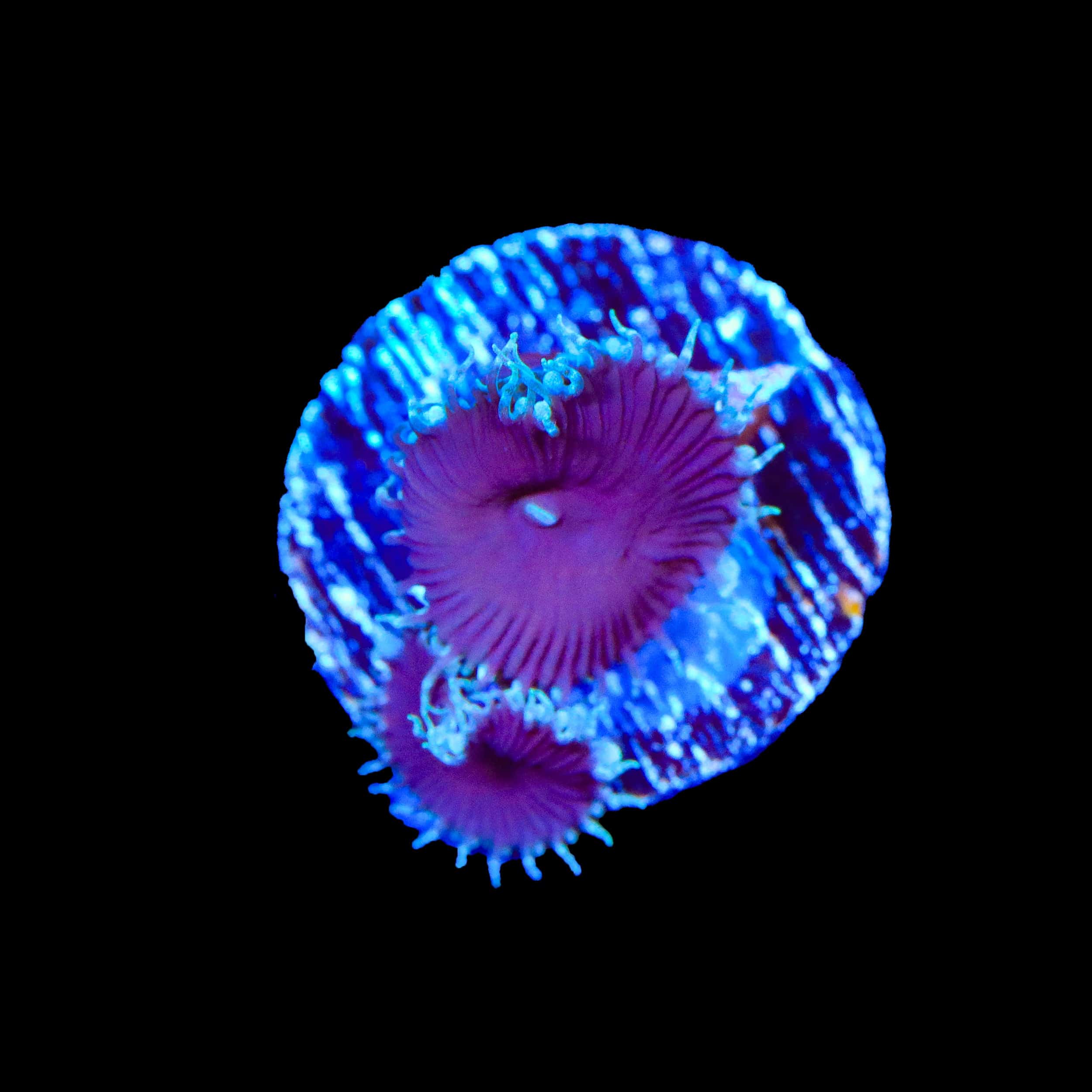 Purple Death Palythoa Coral - Image 2