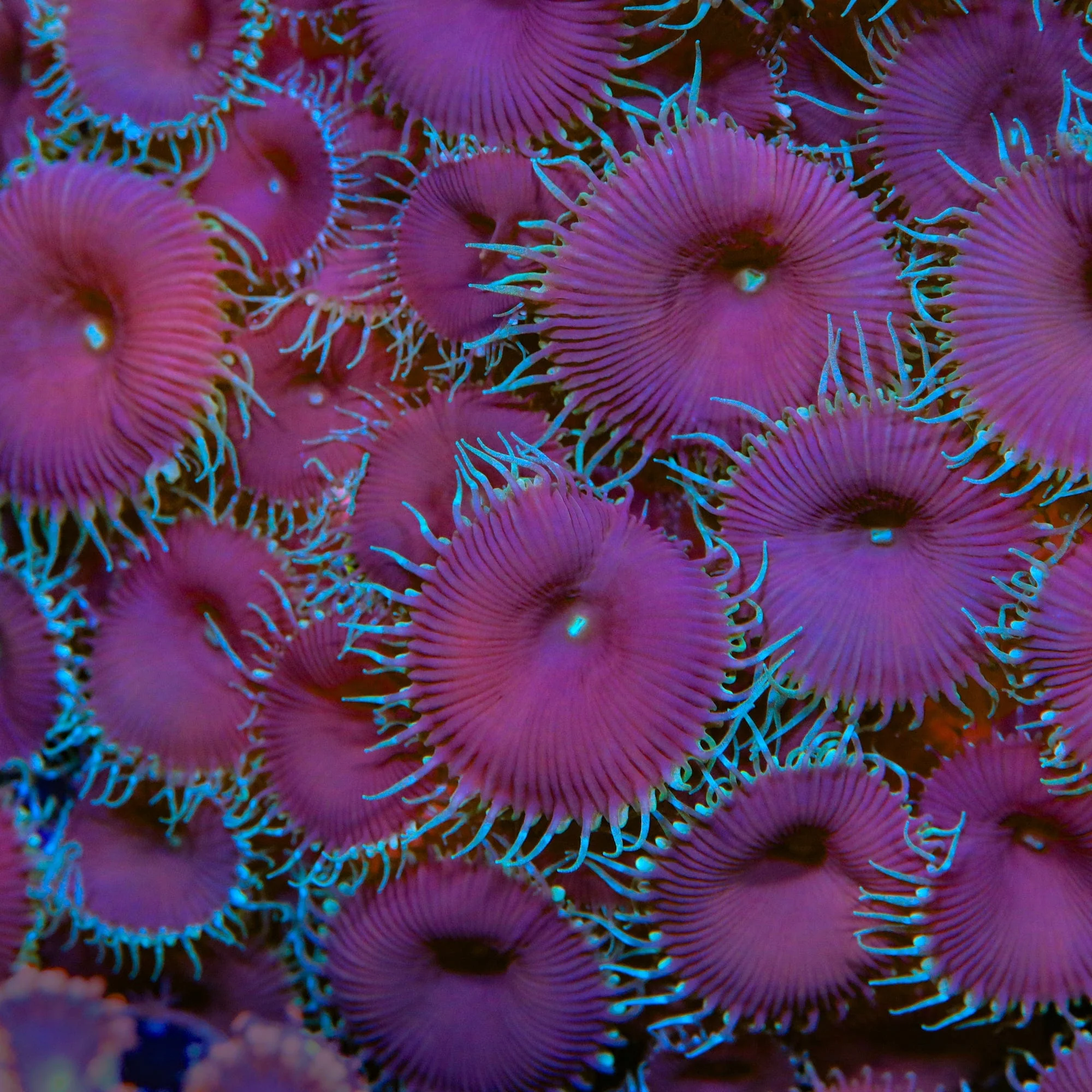 Purple Death Palythoa Coral - Image 4