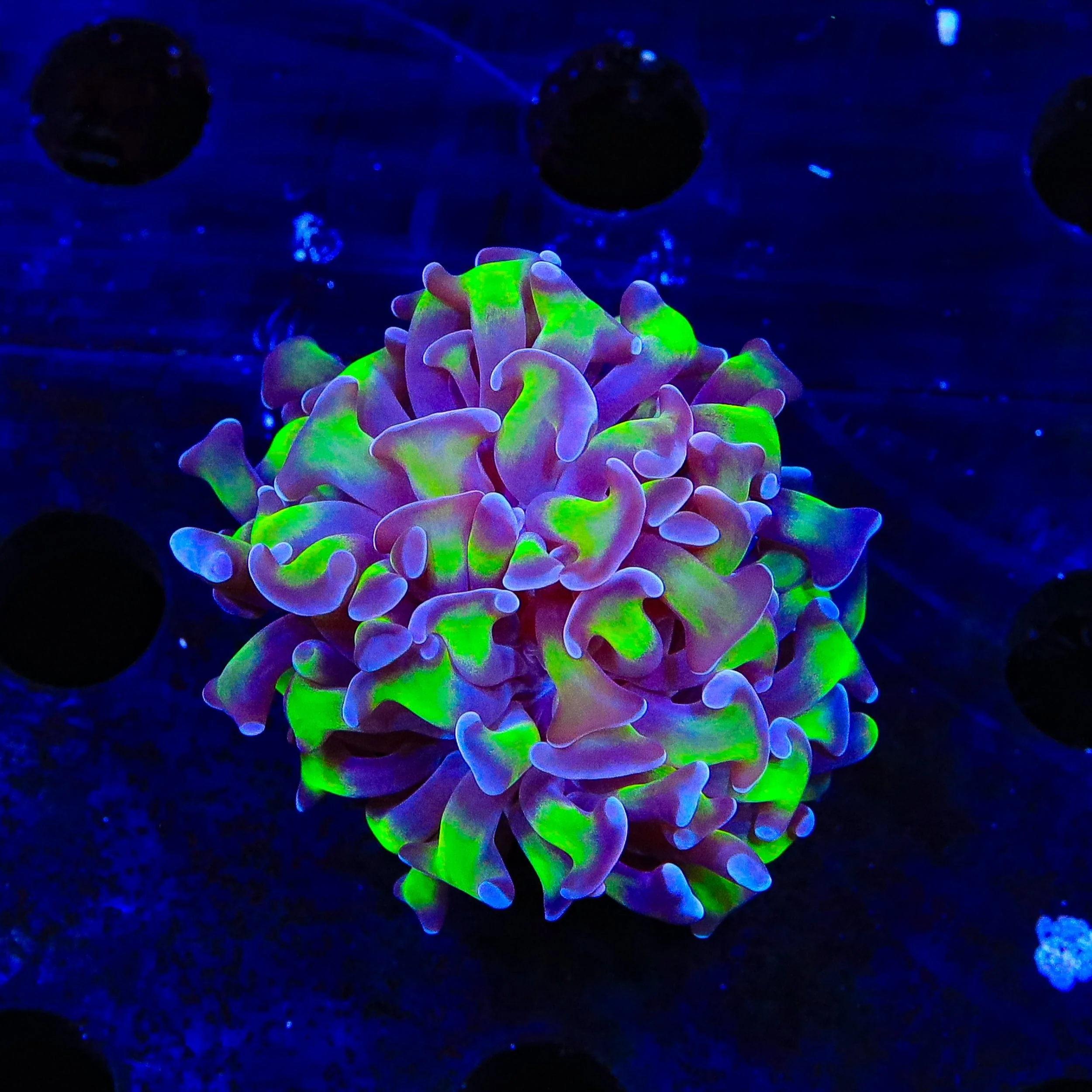 Purple Tip Hammer Coral - Image 4