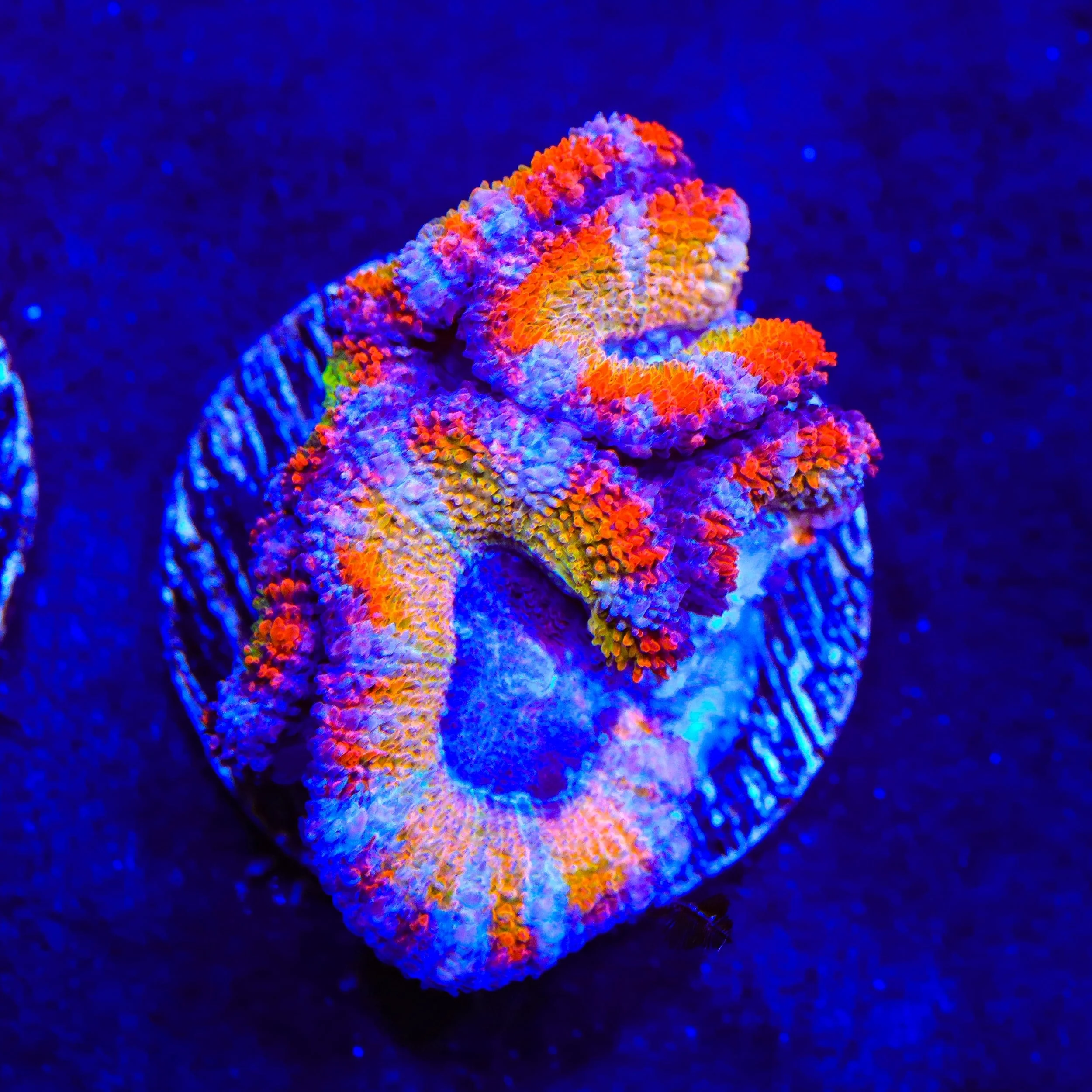 Rainbow Acan Coral