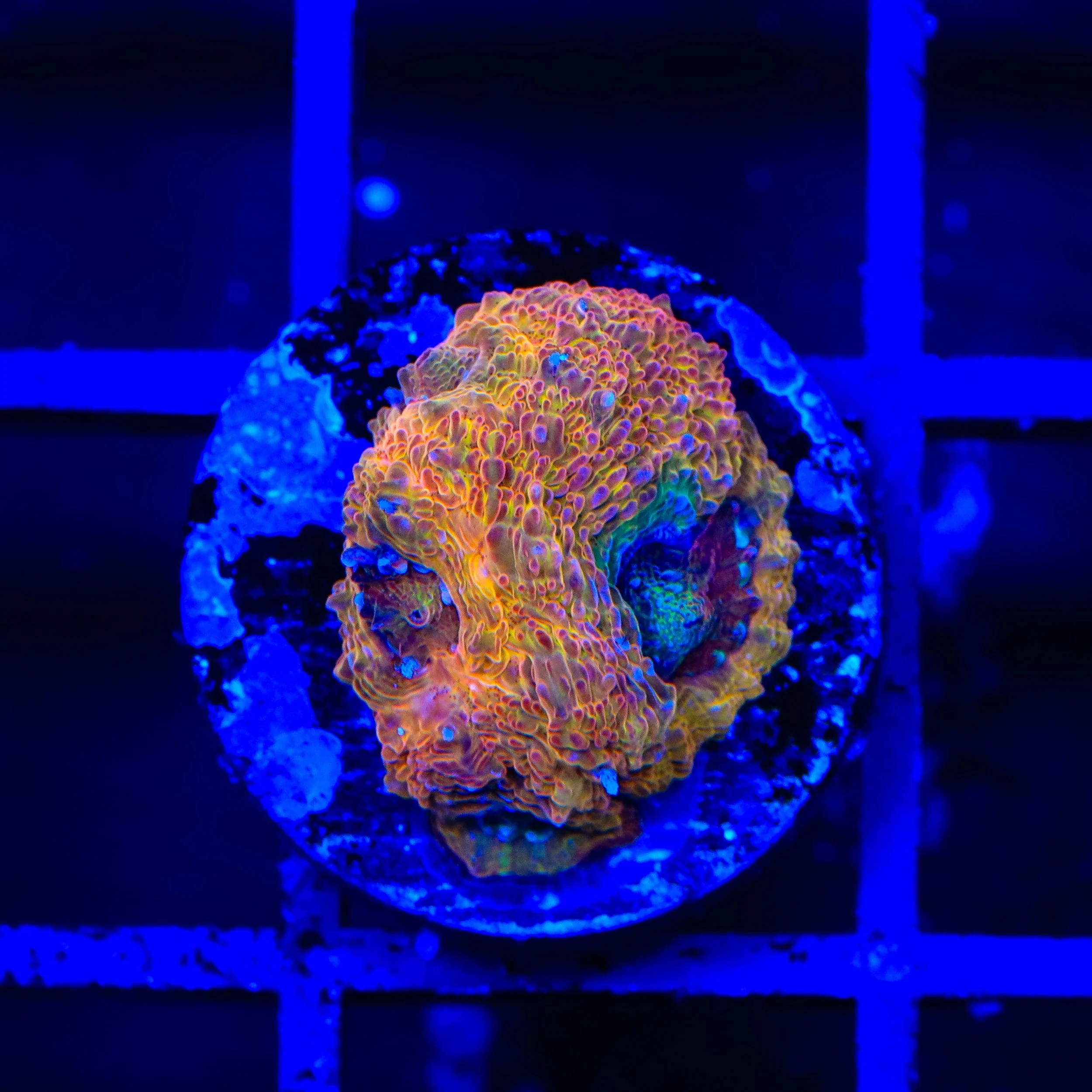 Rainbow Bowerbankii Coral - Image 2