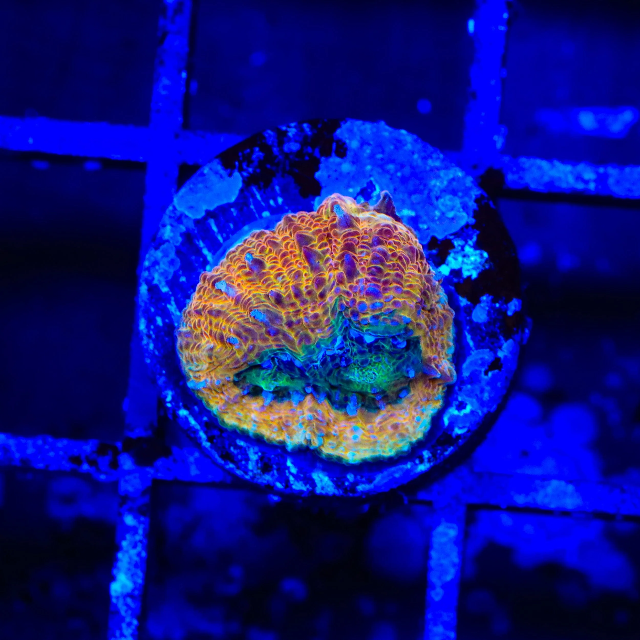 Rainbow Bowerbankii Coral - Image 3