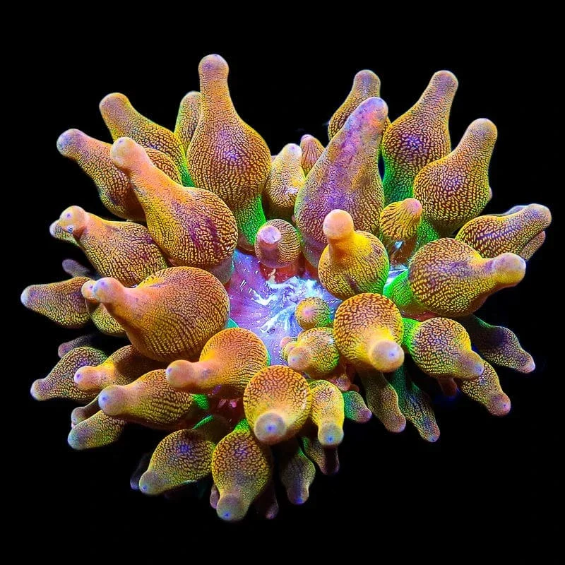 Rainbow Bubble Tip Anemone - Image 3