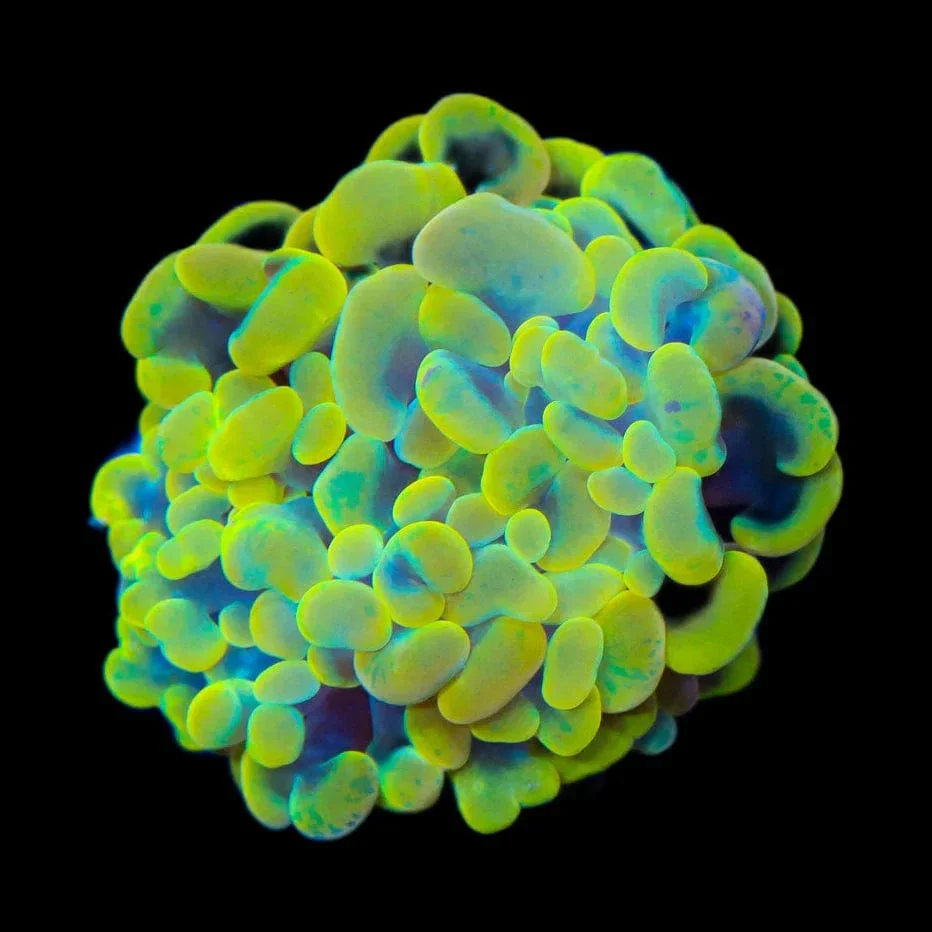 Rainbow Hammer Coral - Image 2