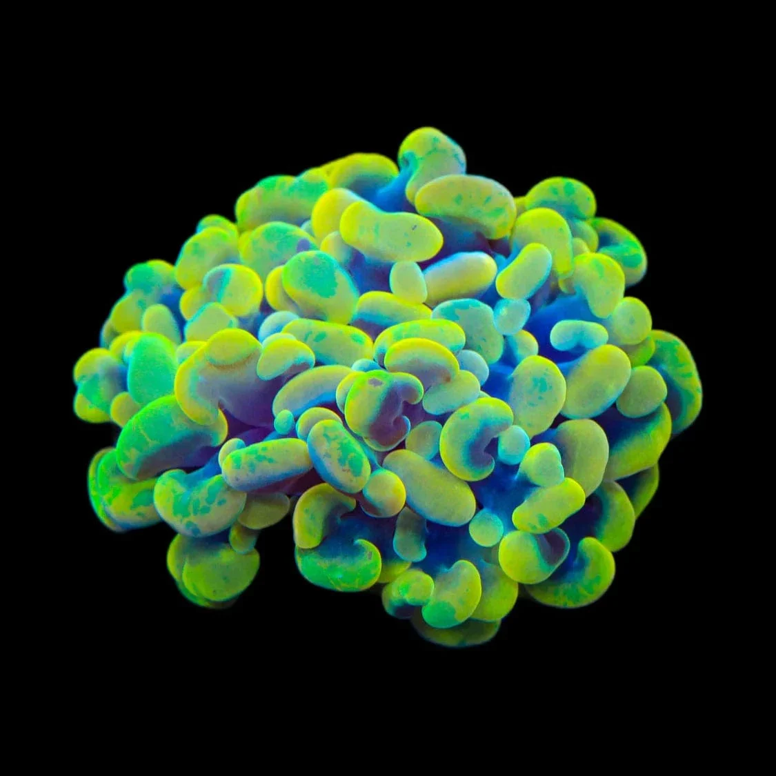 Rainbow Hammer Coral - Image 3