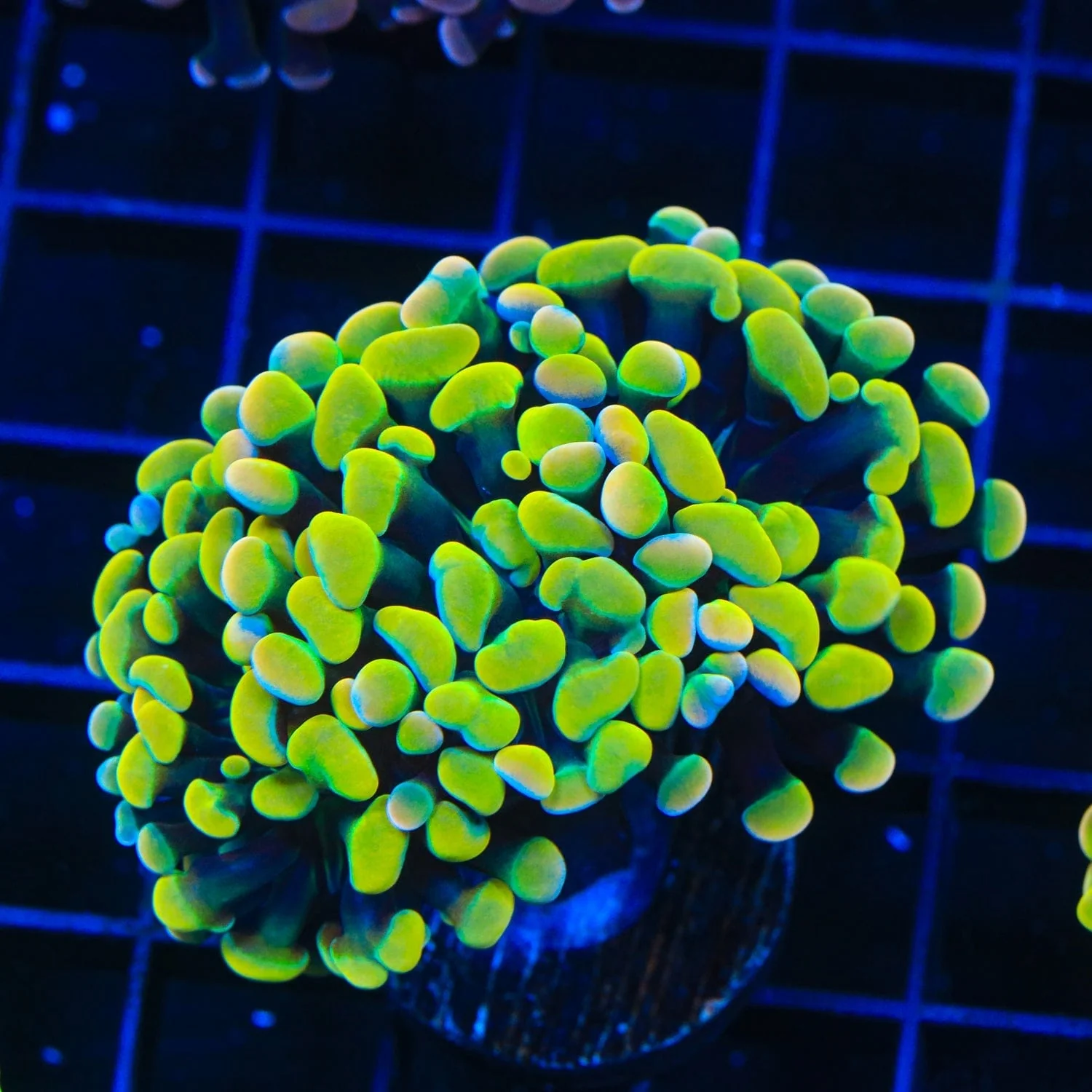 Rainbow Hammer Coral - Multihead - Image 2