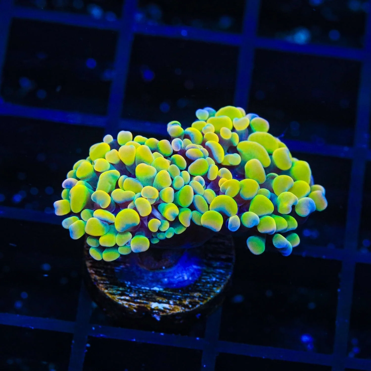Rainbow Hammer Coral - Multihead - Image 3