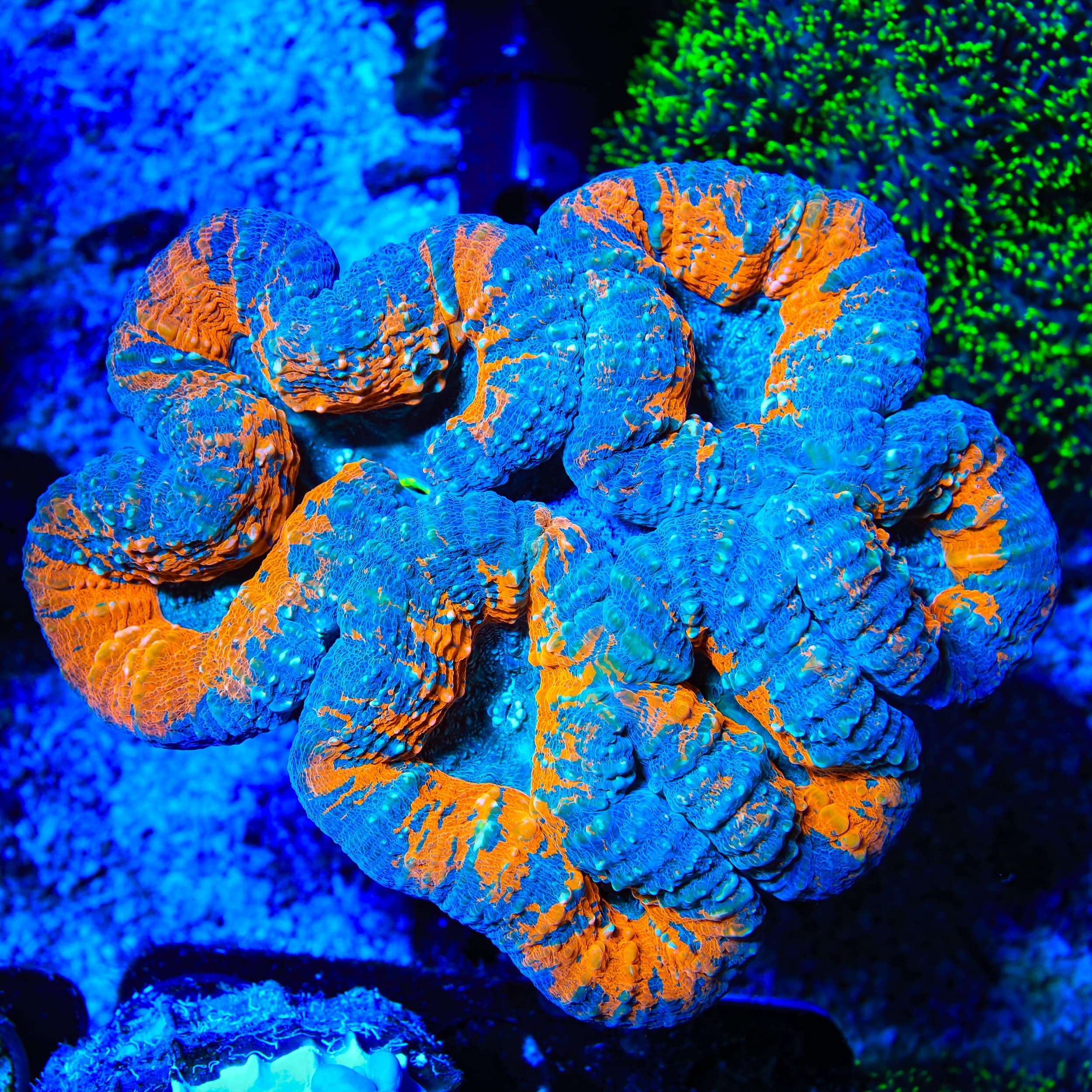 Rainbow Lobophyllia Coral