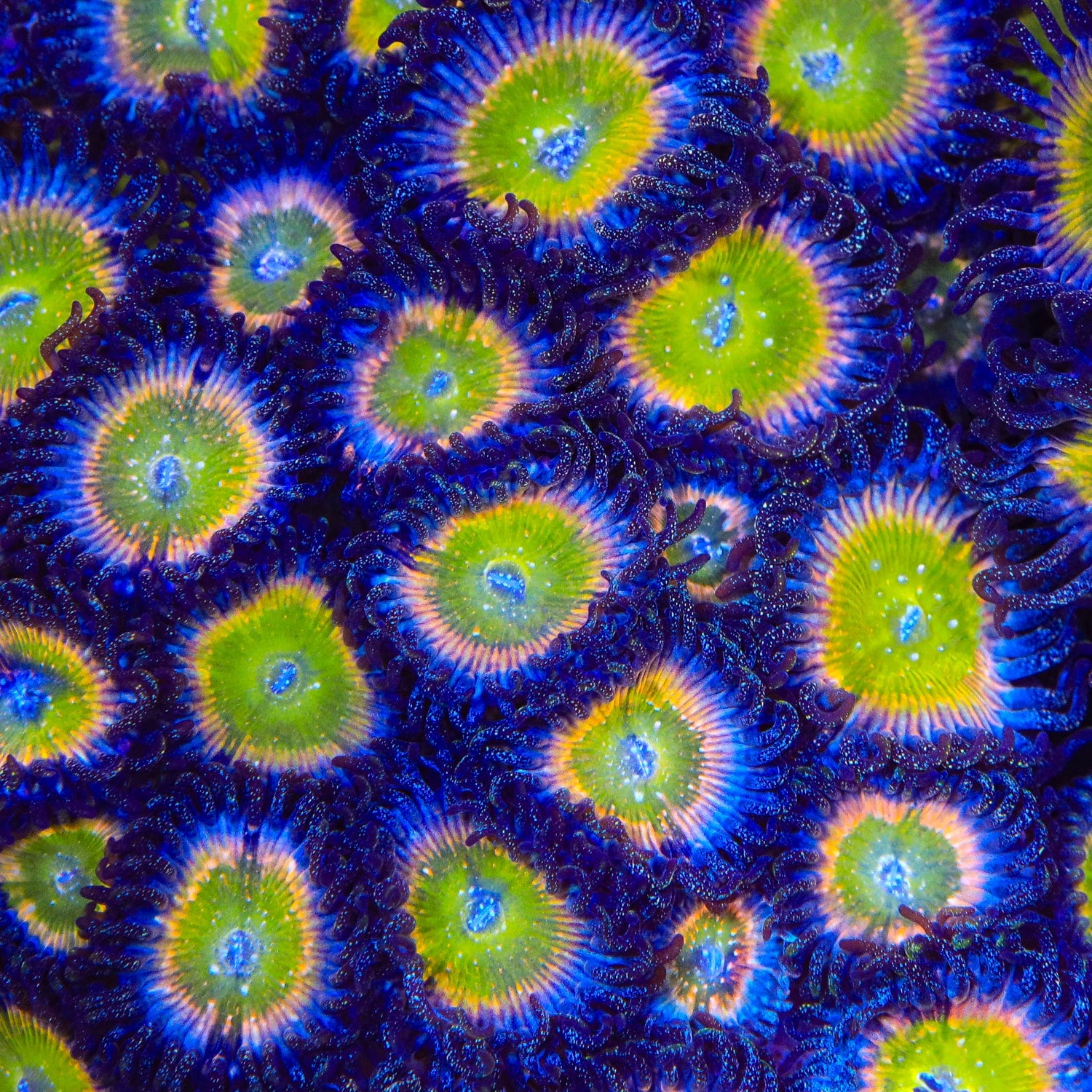 Rainbow Raptor Zoanthids Coral - Image 3