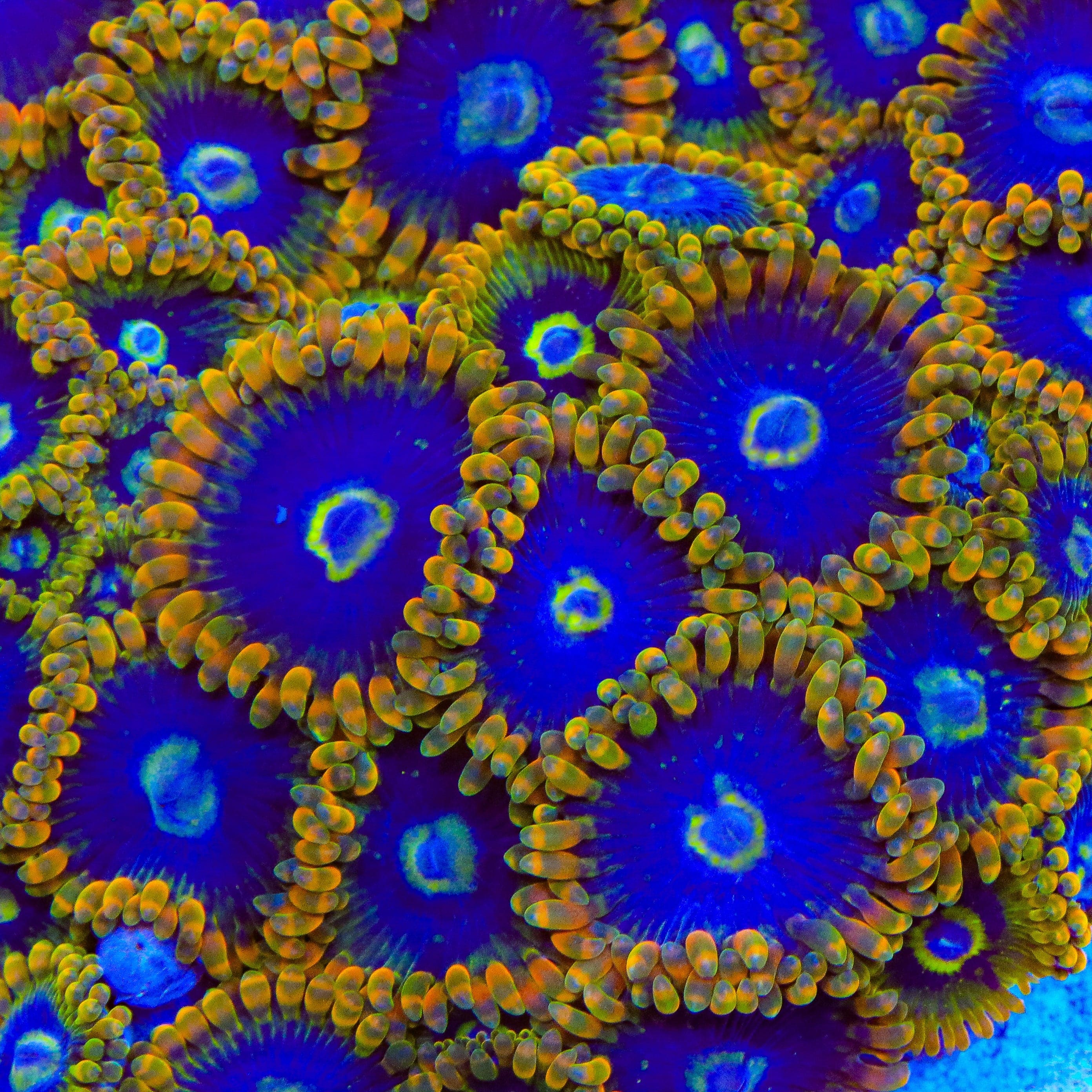 Rainbow Yoda Zoanthids Coral - Image 3