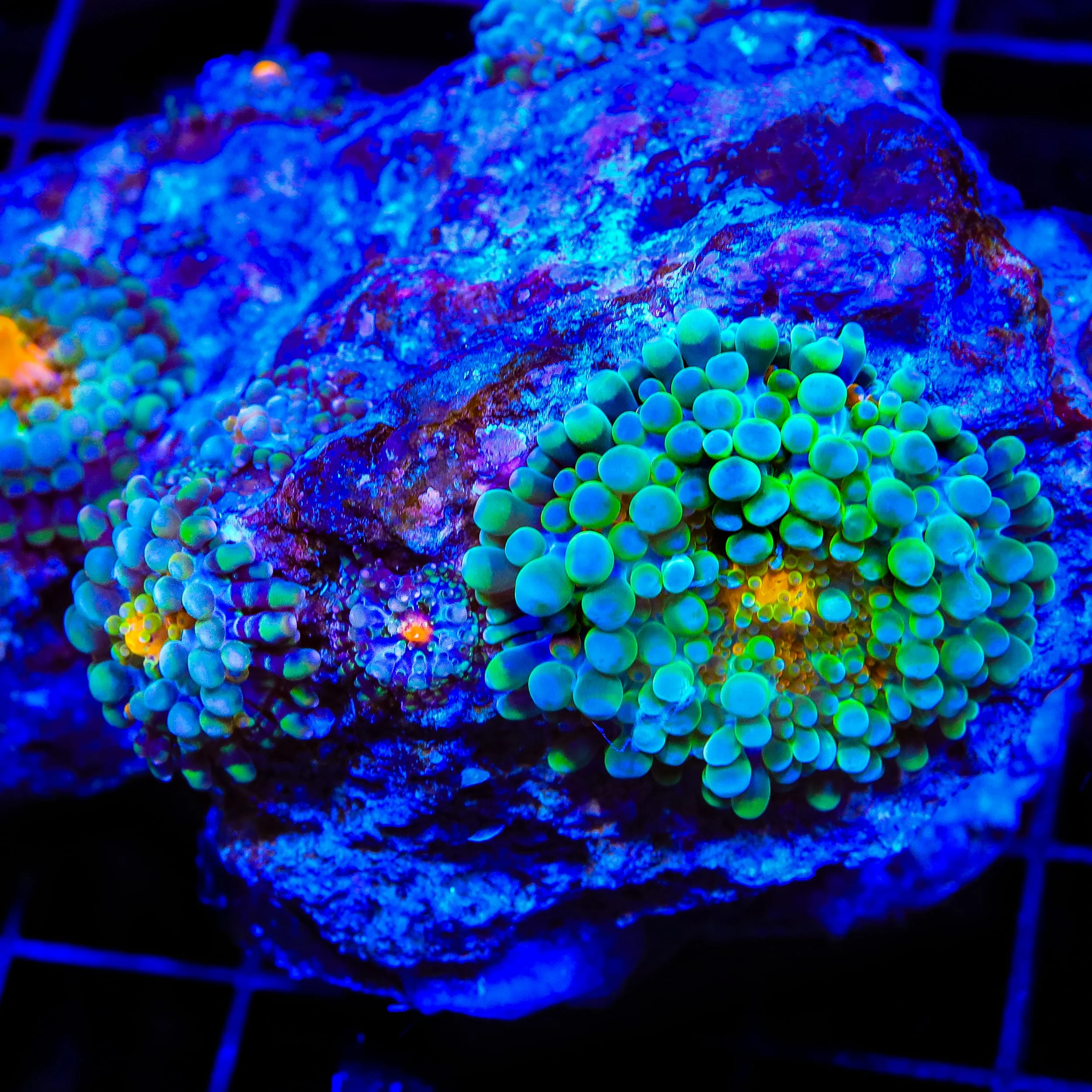 Rainbow Yuma Mushroom Coral