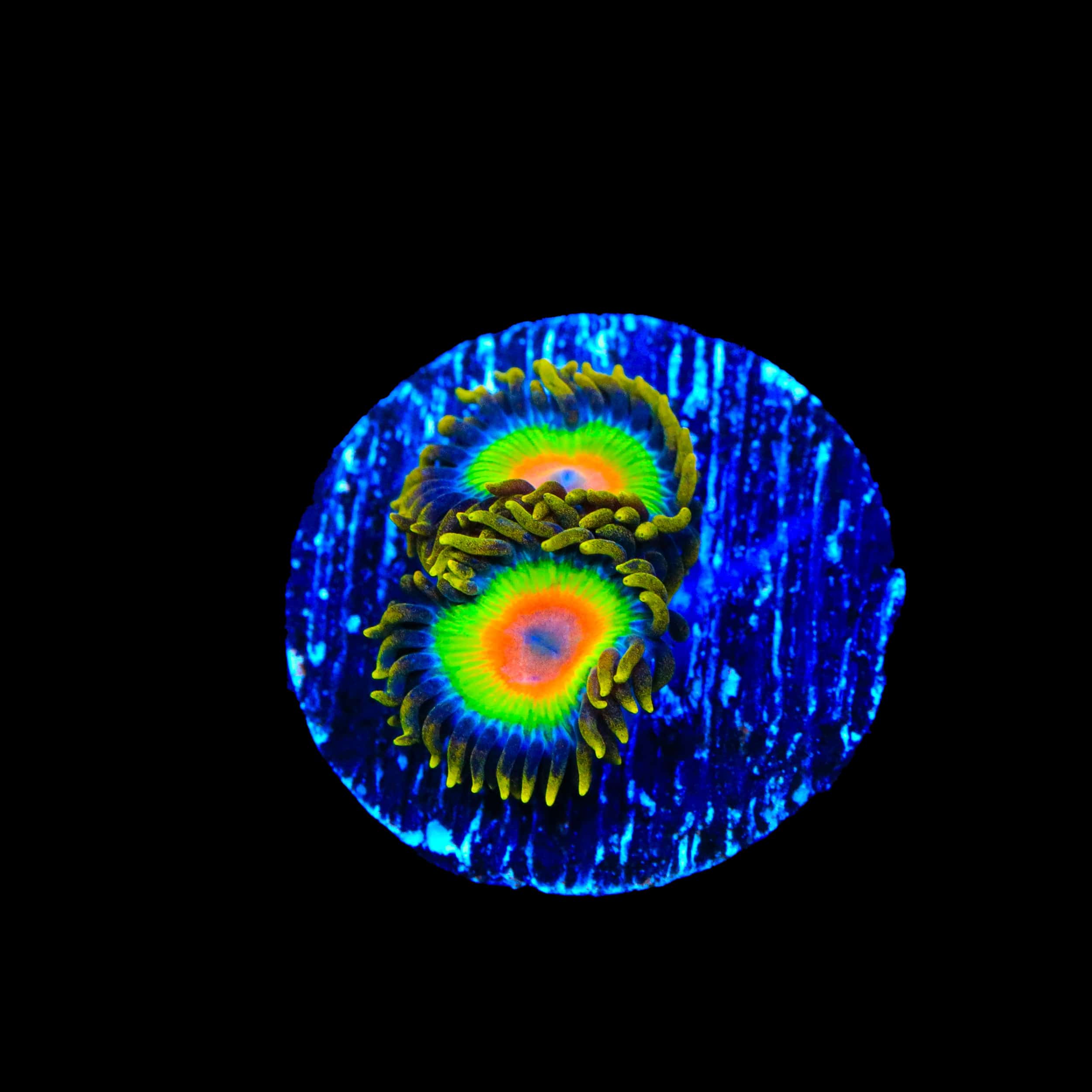 Rasta Zoanthids Coral - Image 2