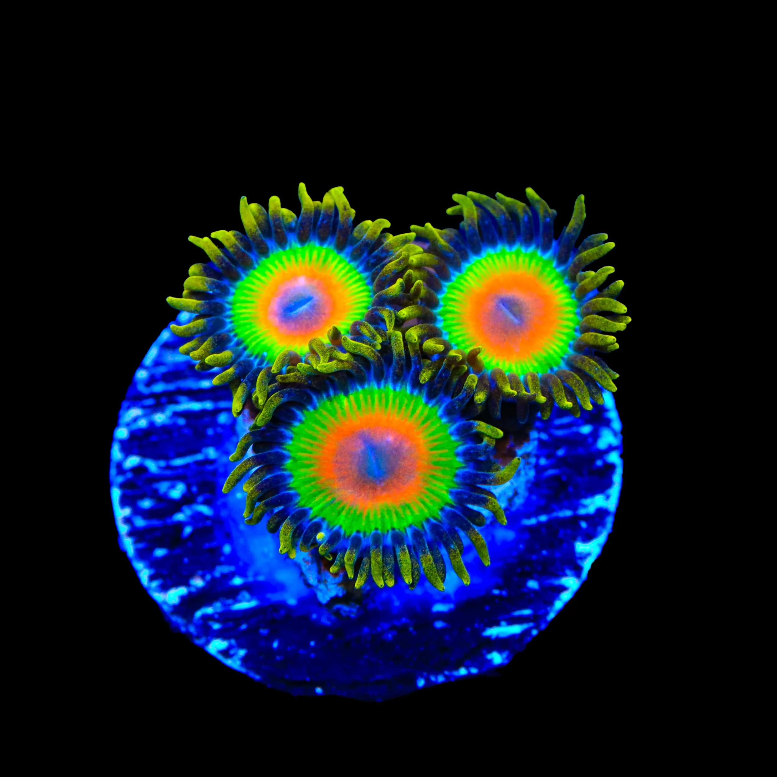 Rasta Zoanthids Coral - Image 3