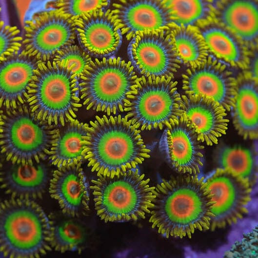Rasta Zoanthids Coral - Image 4