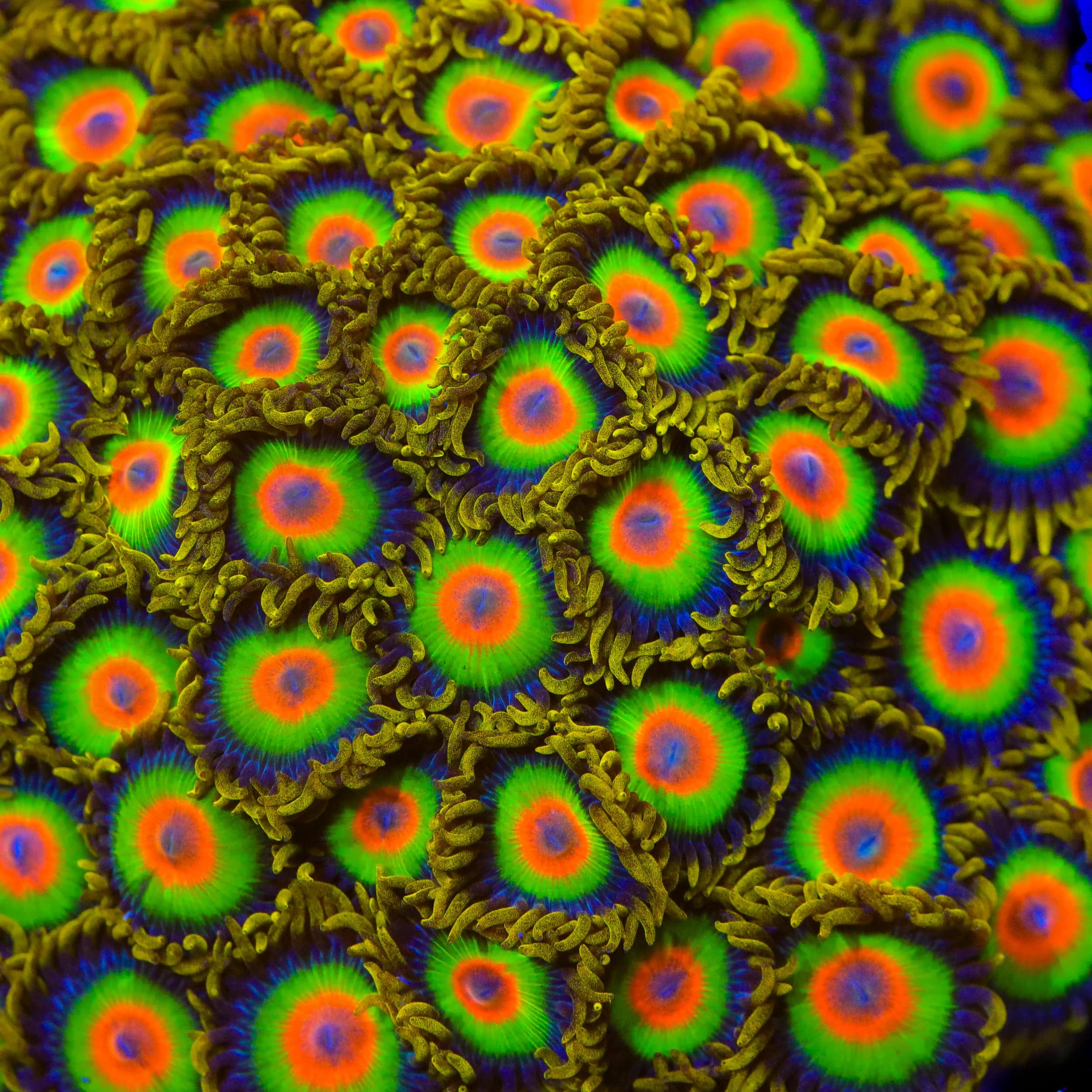 Rasta Zoanthids Coral - Image 5