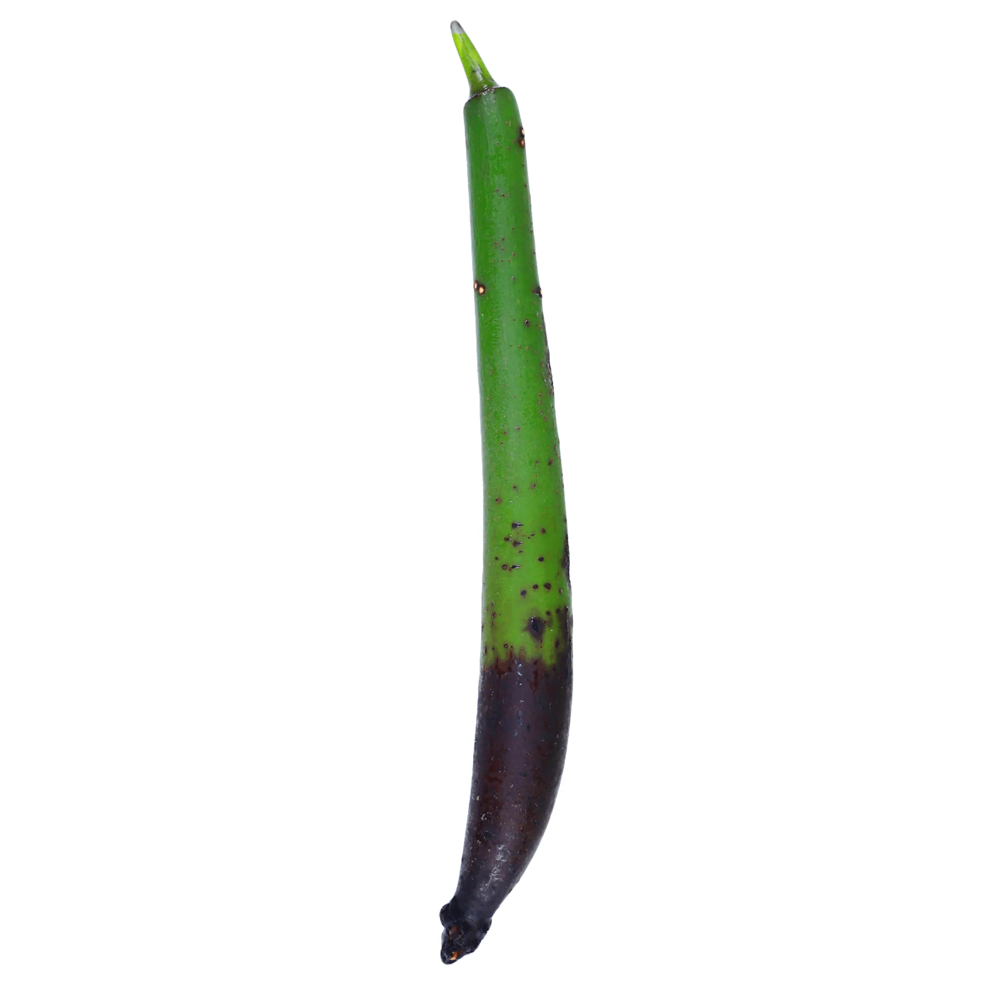 Red Mangrove Propagules - Reef Genetics - Image 2