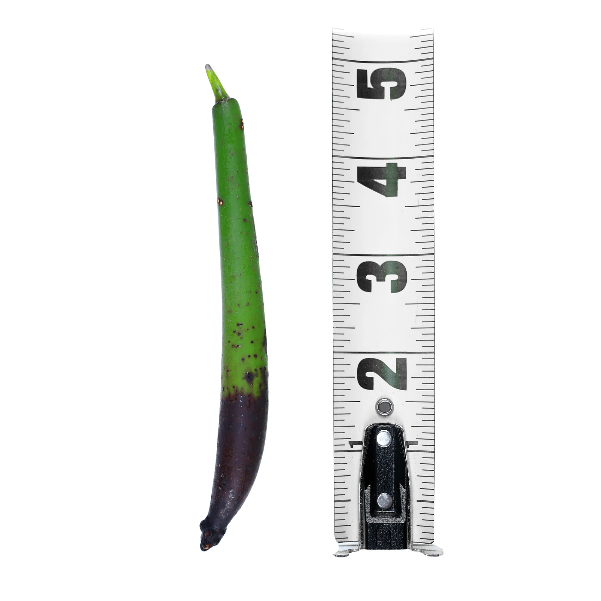 Red Mangrove Propagules - Reef Genetics - Image 3