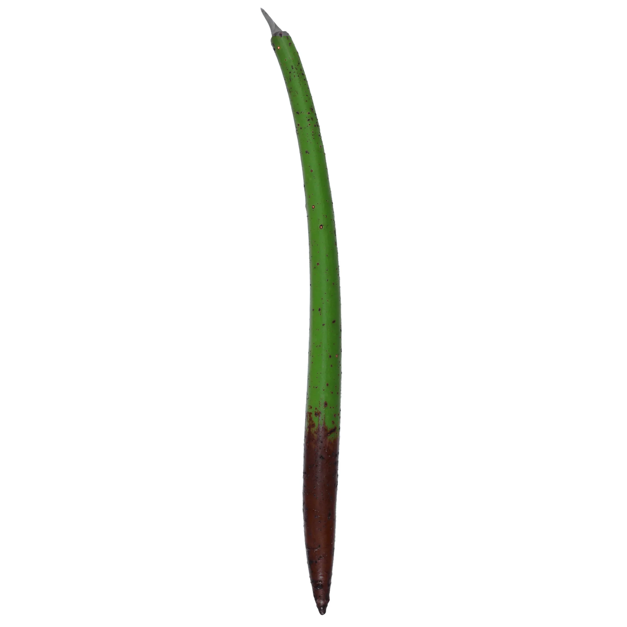 Red Mangrove Propagules - Reef Genetics - Image 4