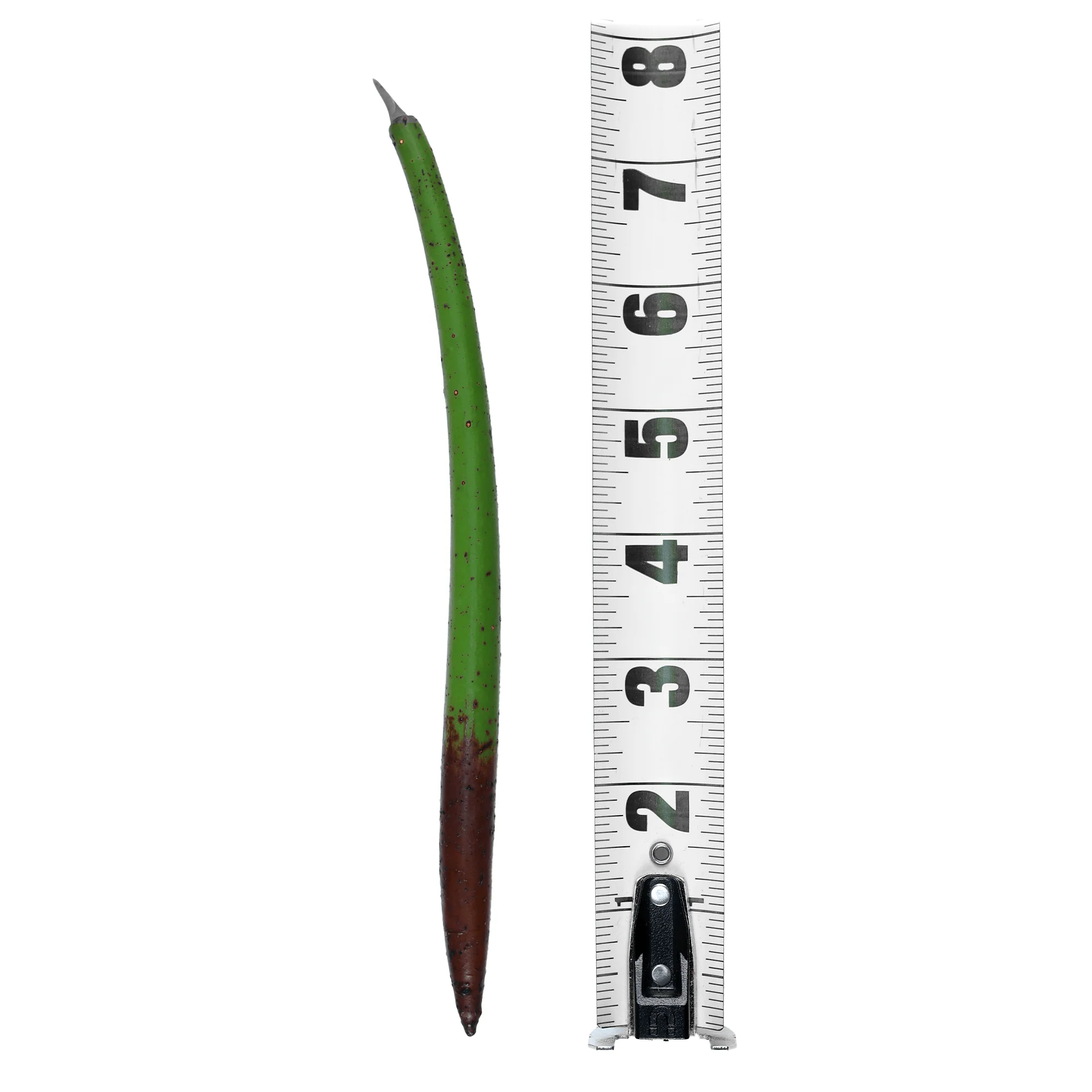 Red Mangrove Propagules - Reef Genetics - Image 5
