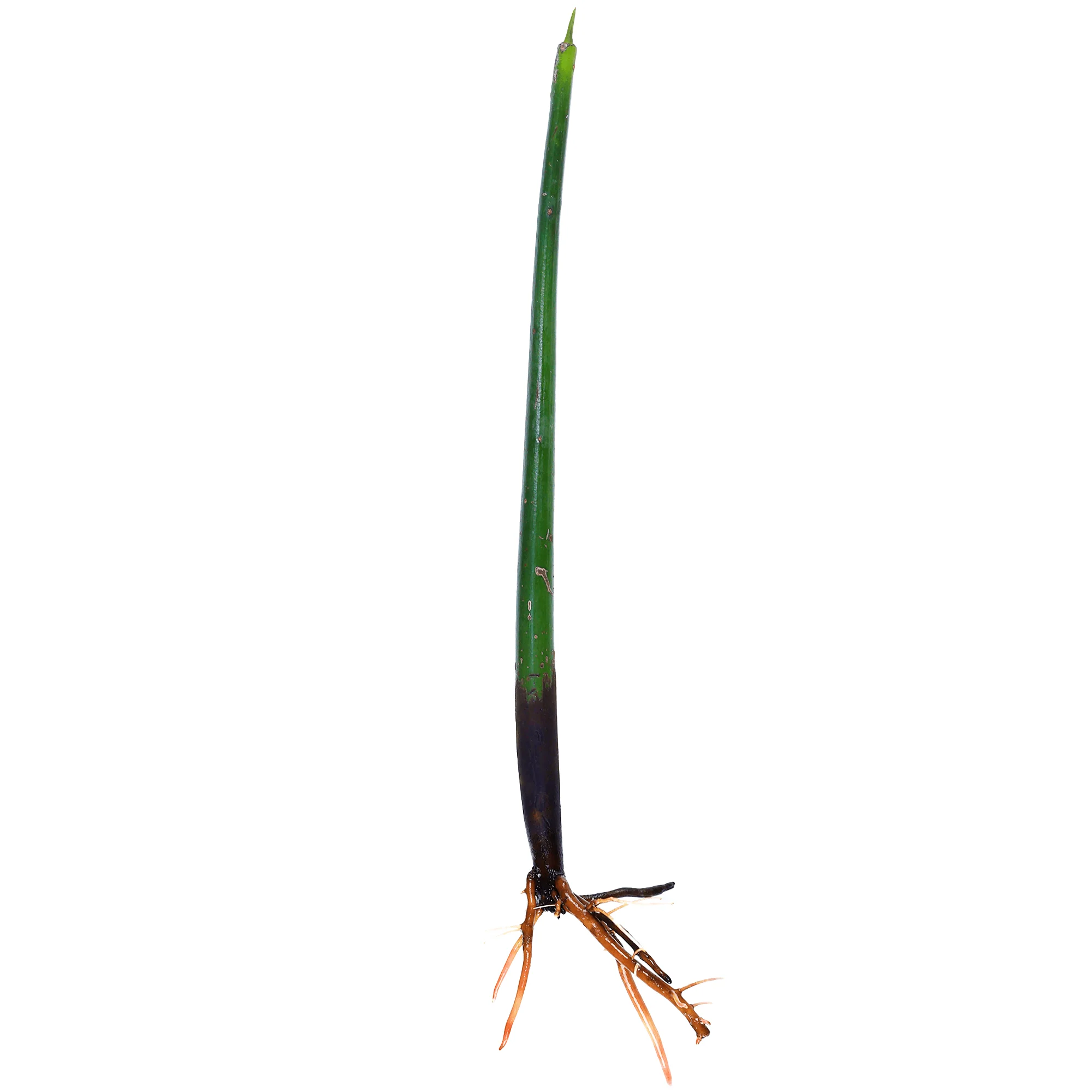 Red Mangrove Propagules - Reef Genetics - Image 6
