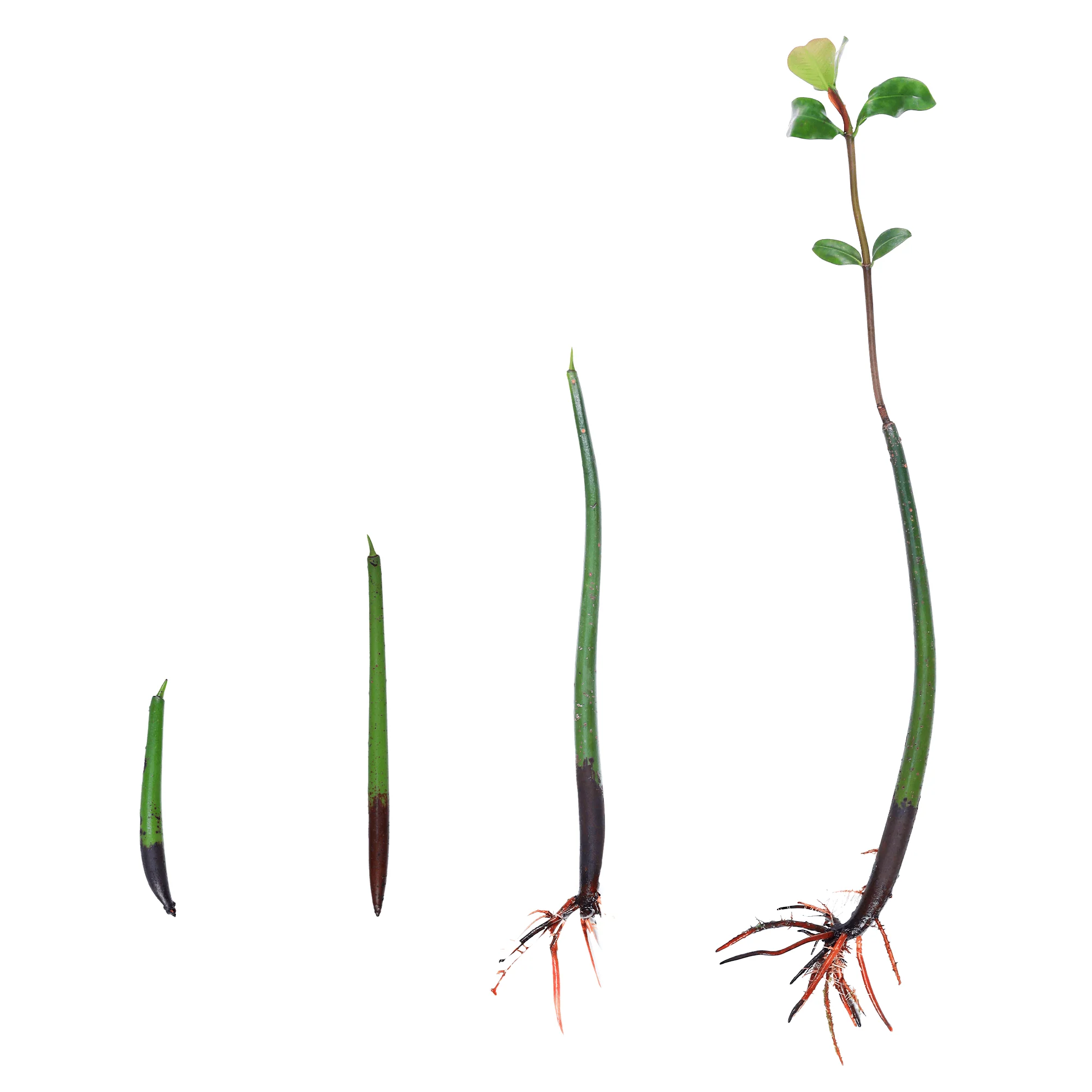Red Mangrove Propagules - Reef Genetics - Image 8