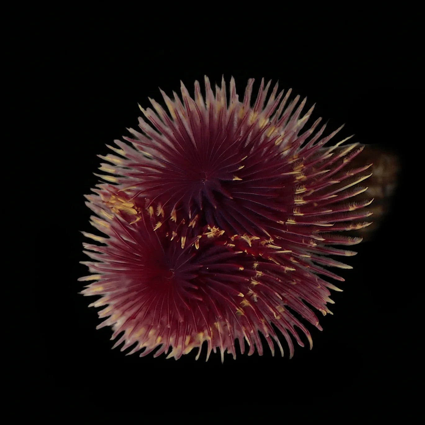 Red-Yellow Feather Duster