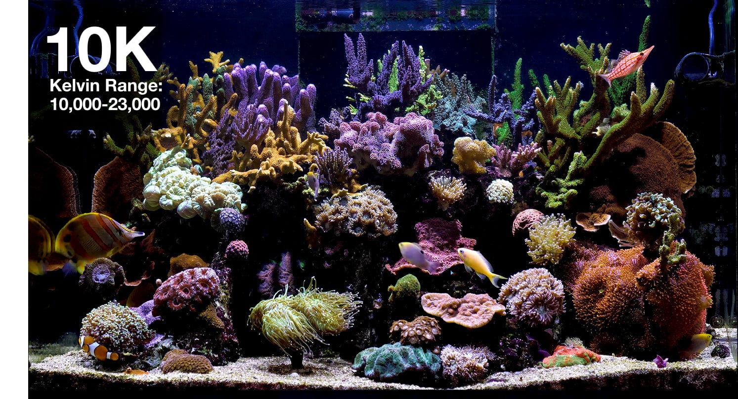 ReefLED G2 60 LED Light Fixture - Open Box - Red Sea - Image 5