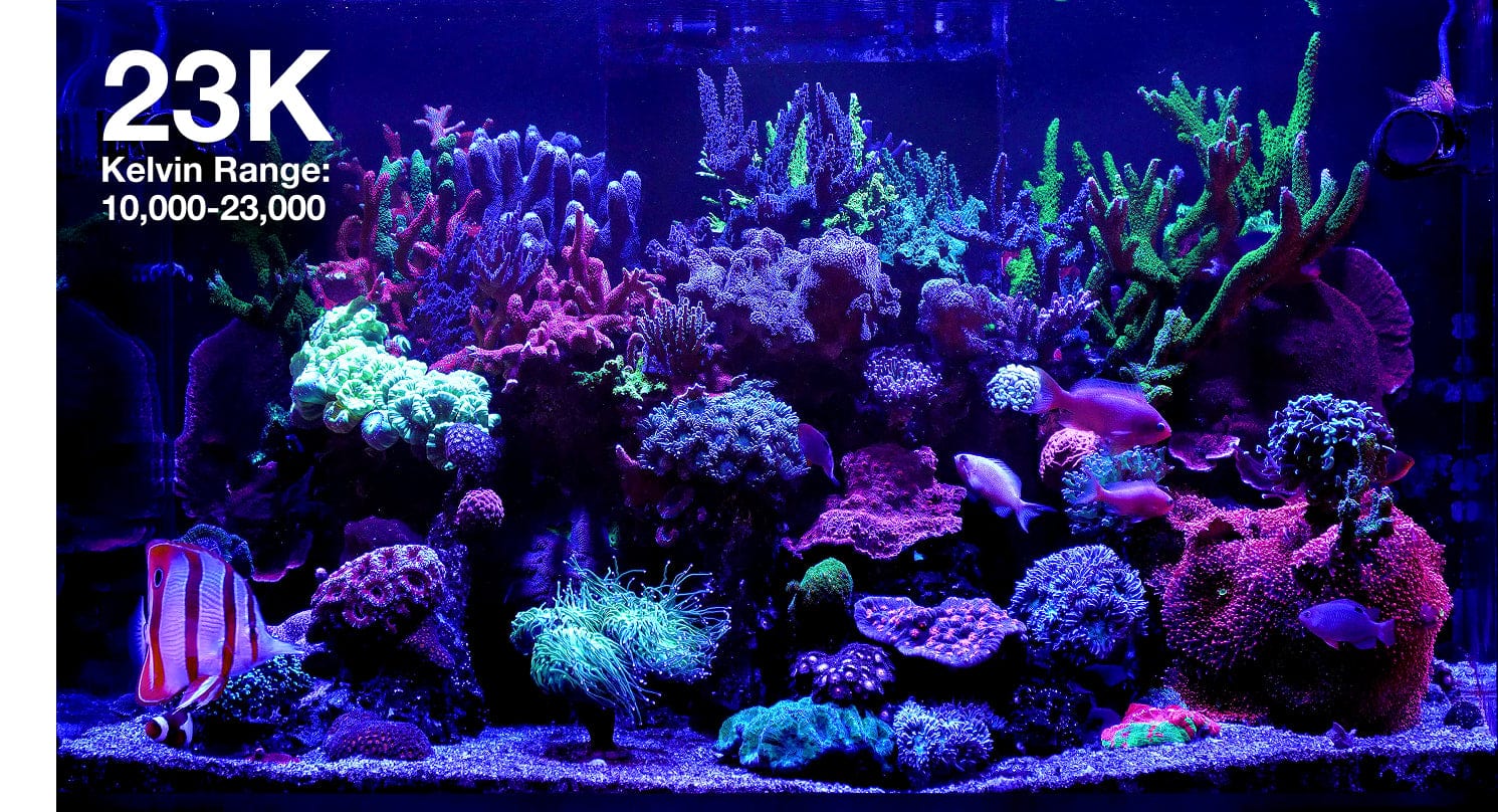 ReefLED G2 60 LED Light Fixture - Open Box - Red Sea - Image 9