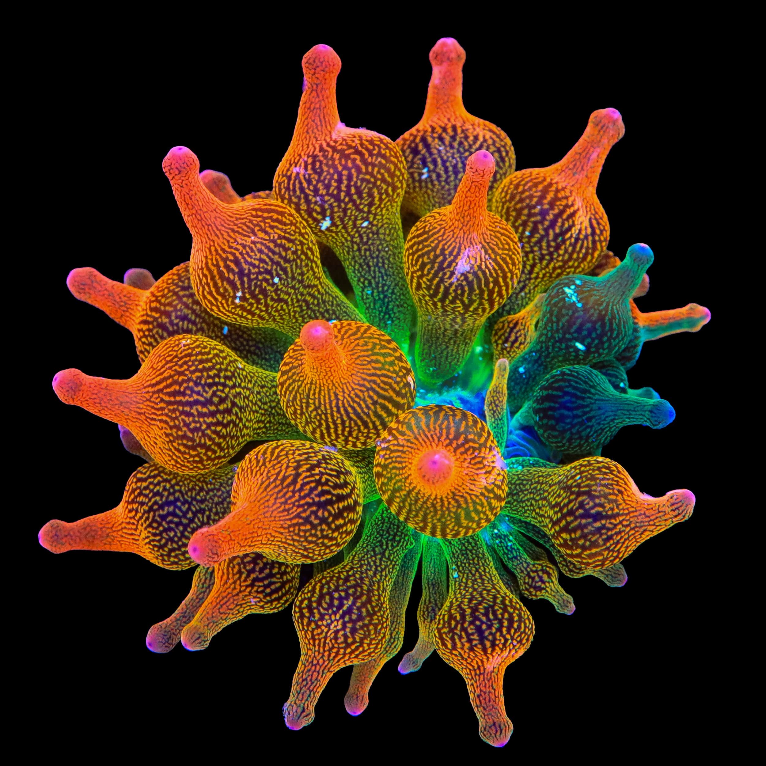 Reverse Grafted Nexus Burst Bubble Tip Anemone - 1/4 Green