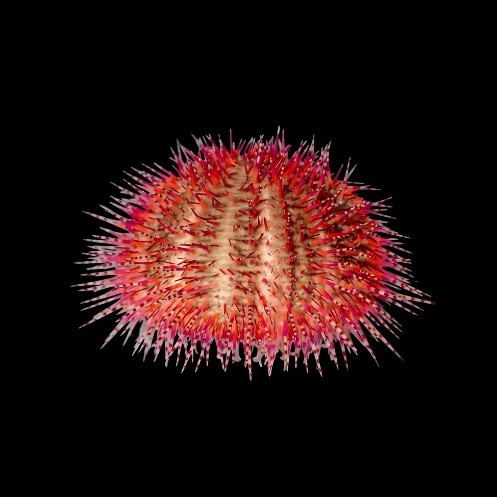 Rose Pink Pin Cushion Urchin - Image 2