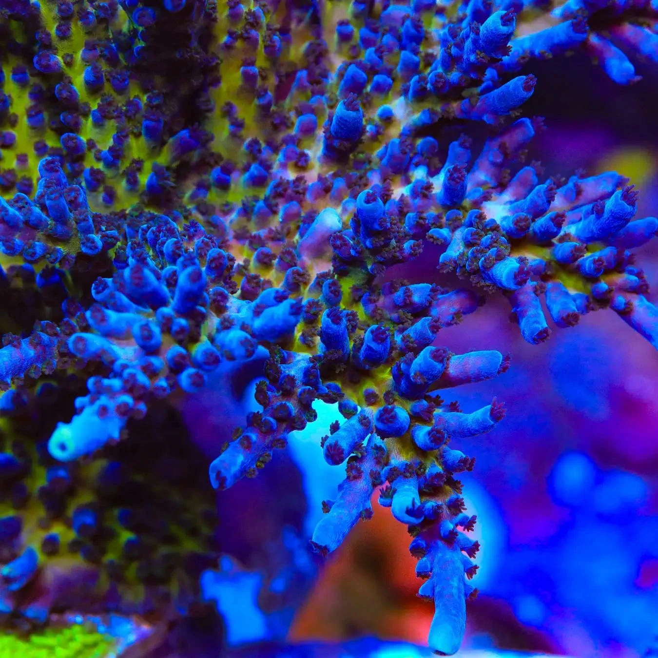 RR Aussie Gold Acropora Coral - Image 4
