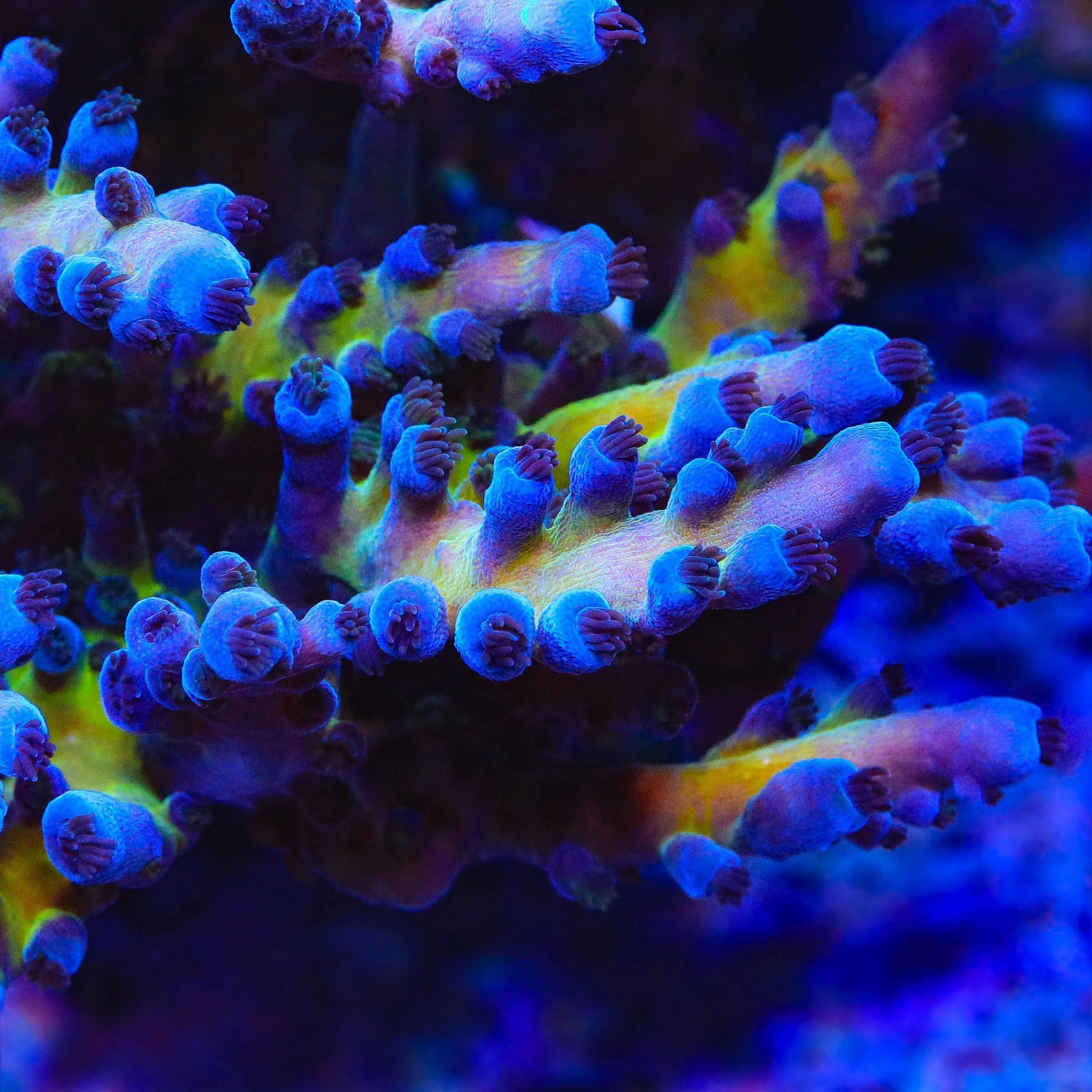 RR Aussie Gold Acropora Coral - Image 5