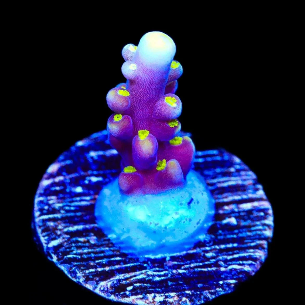 RR Firecracker Acropora Coral - Image 2