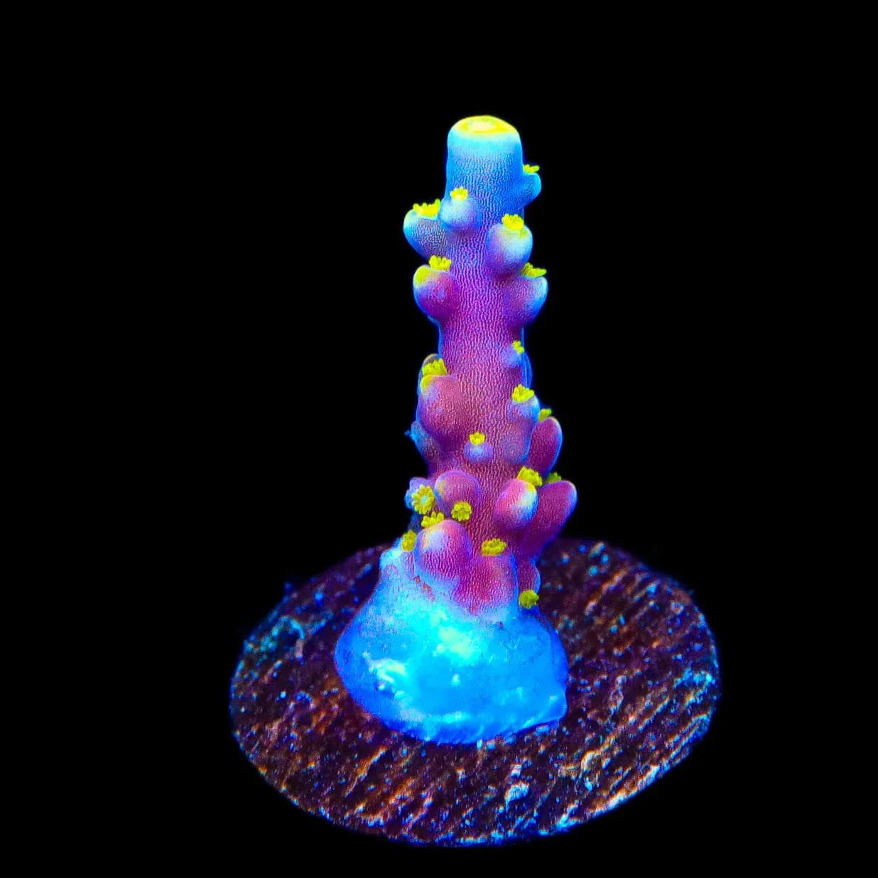RR Firecracker Acropora Coral - Image 3