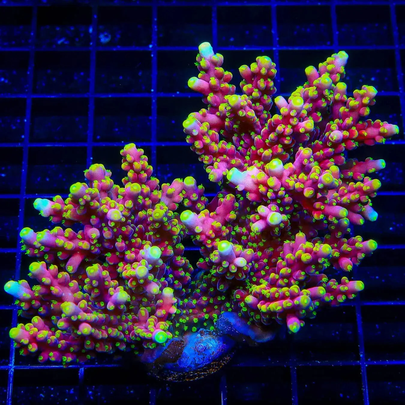 RR Firecracker Acropora Coral - Image 4
