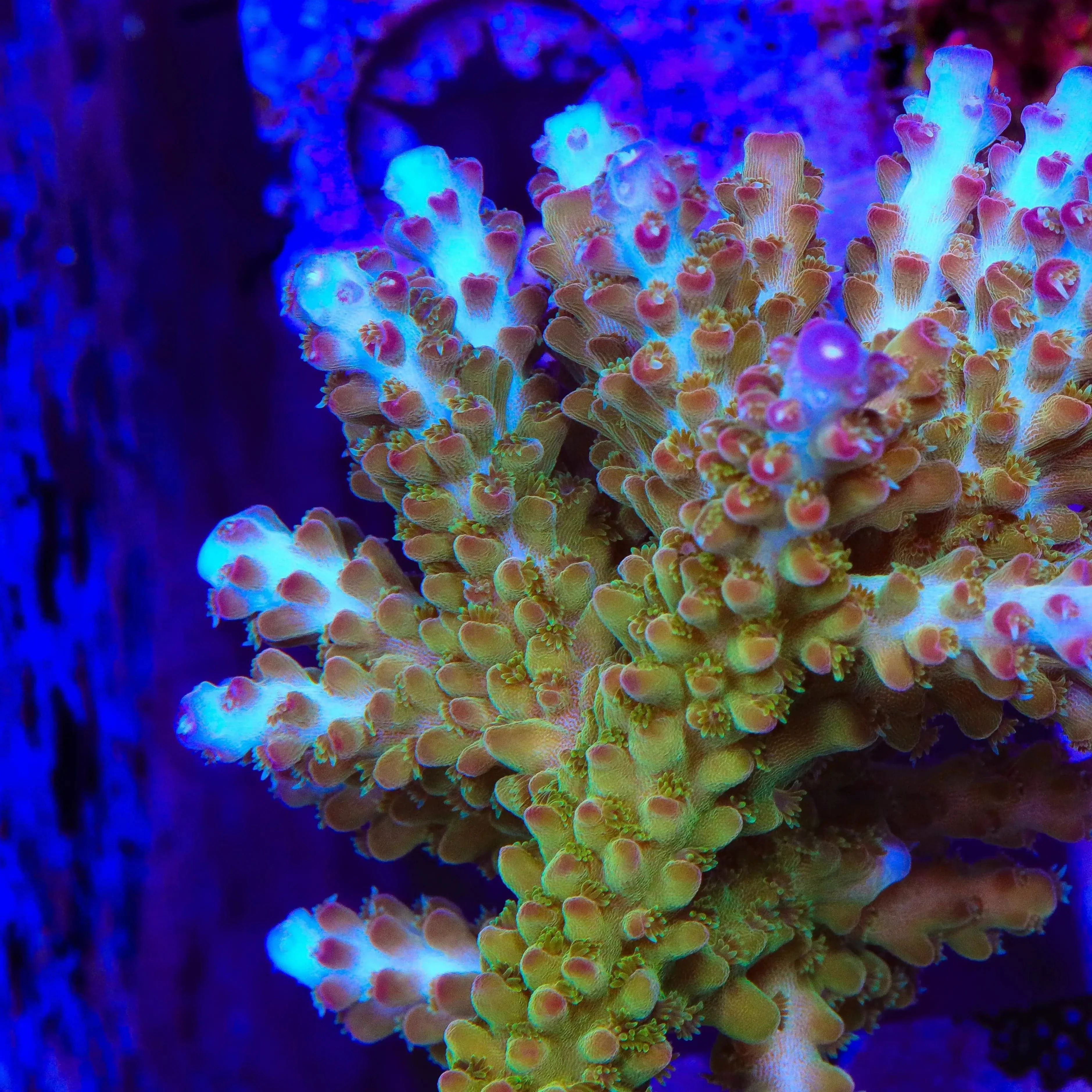 RR Olympus Acropora Coral - Image 3