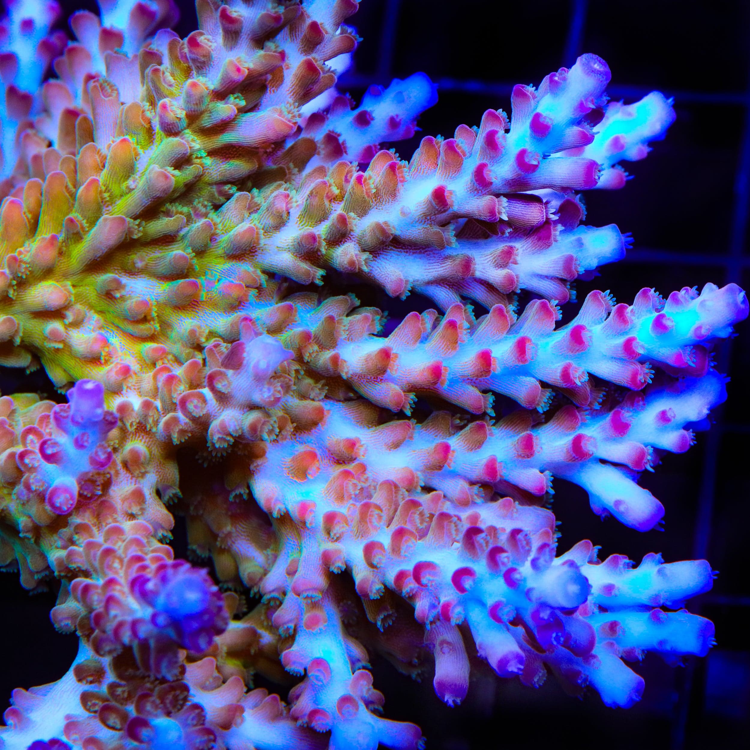 RR Olympus Acropora Coral - Image 4