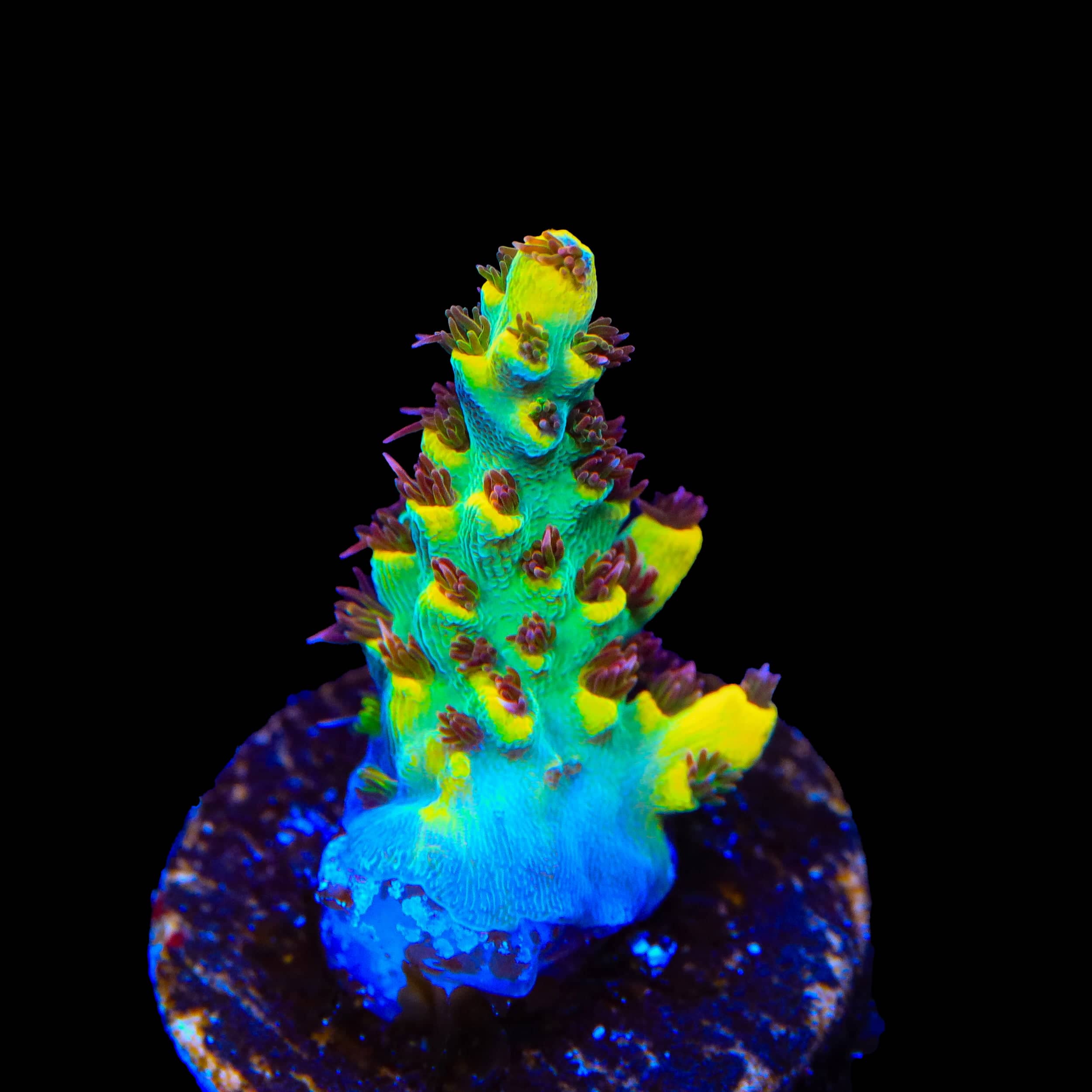 RR Pink Floyd Acropora Coral - Image 2