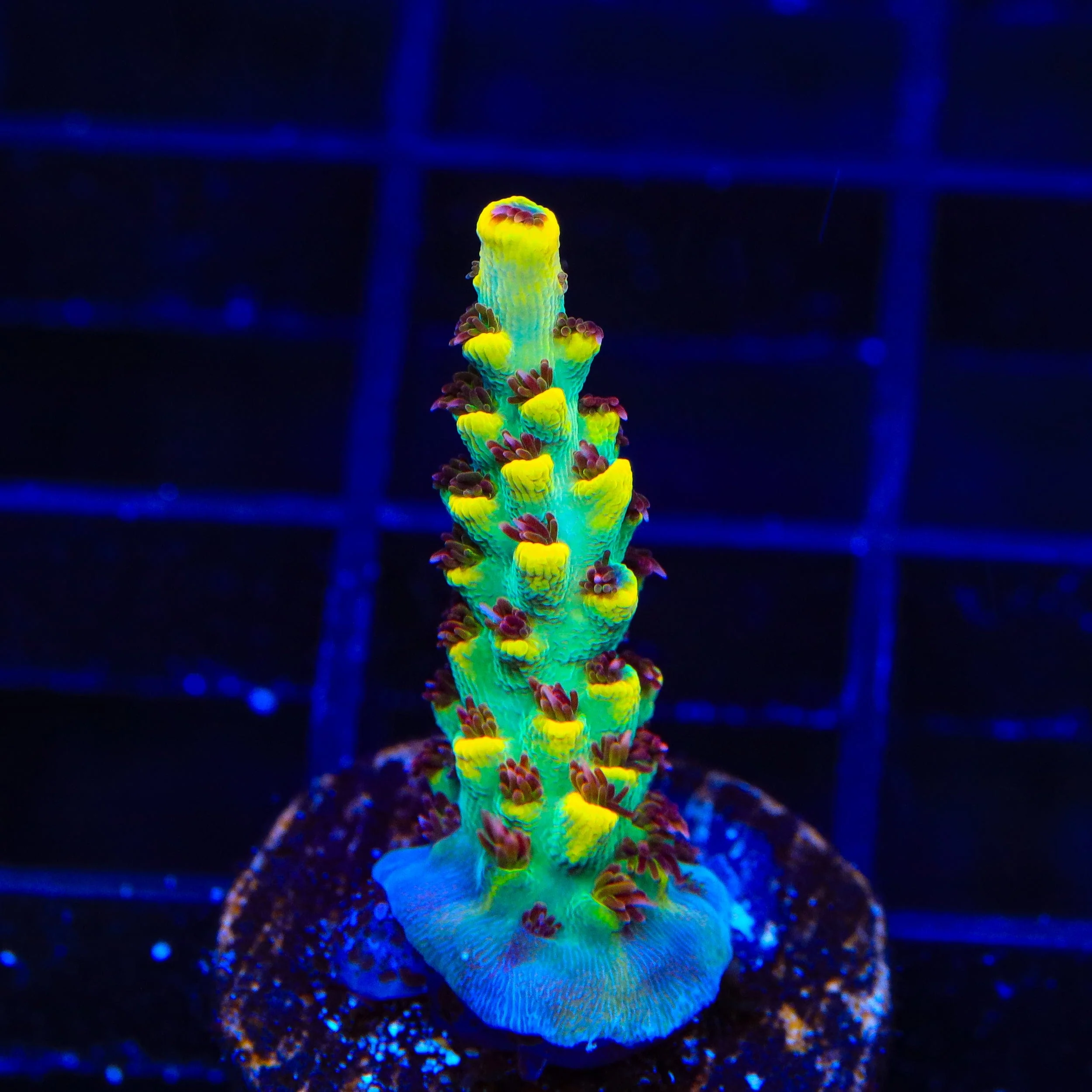RR Pink Floyd Acropora Coral - Image 3
